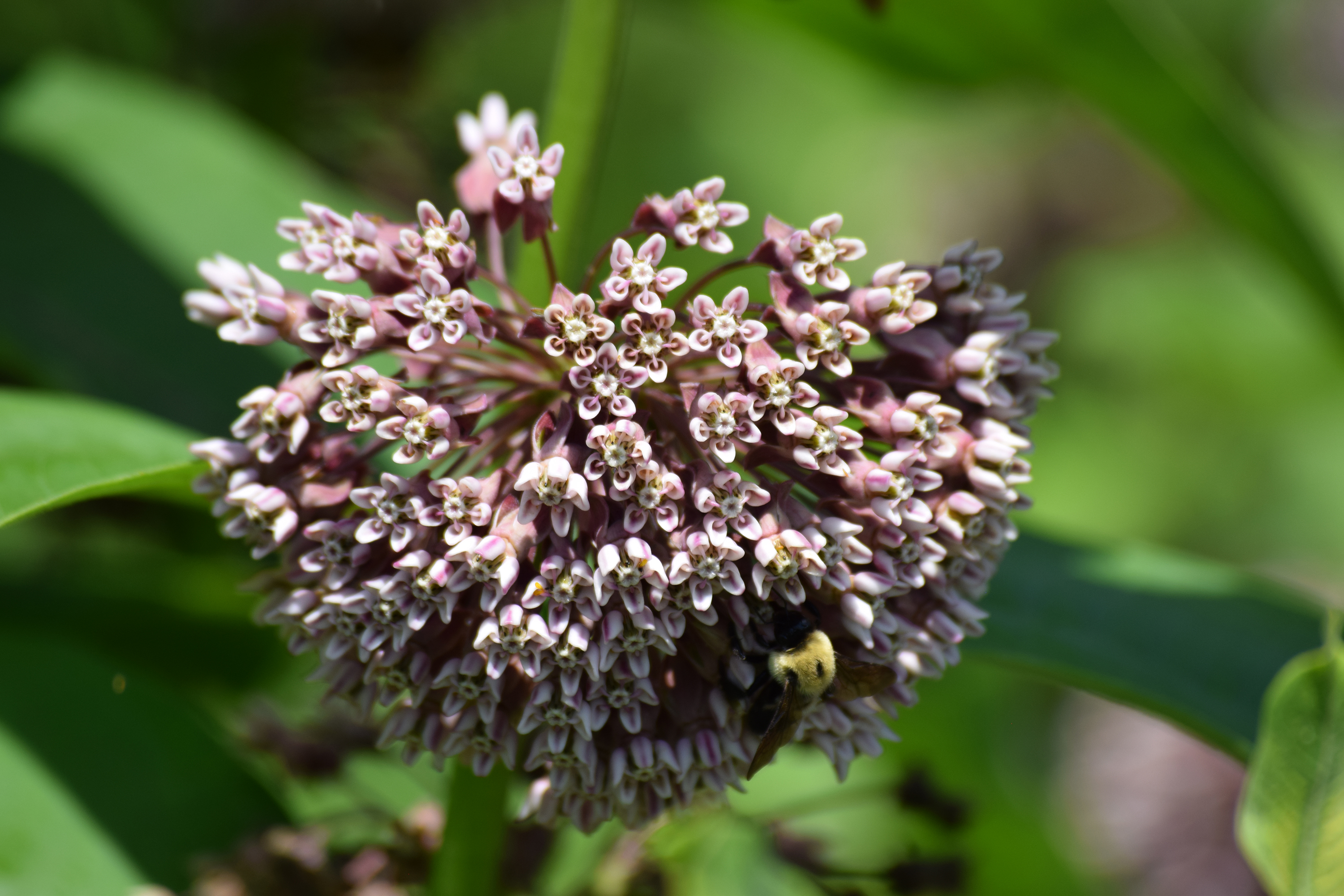 A fuzzy yellow moth is nestled into the blossoms of a pink flower. The flower has multiple stems of five petal flowers.