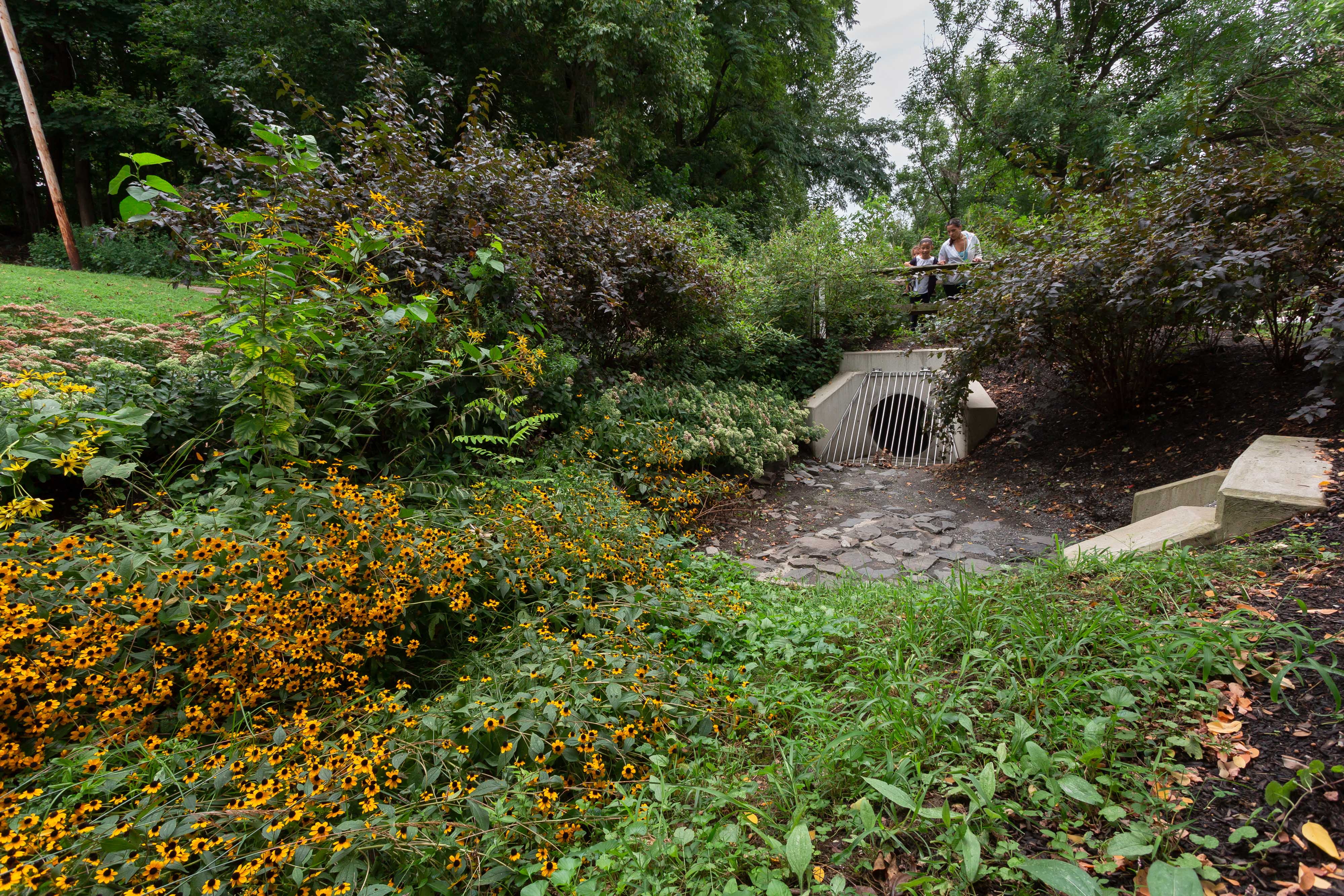 A stormwater drain sits in a small green space pouring water out into a small rock bed.