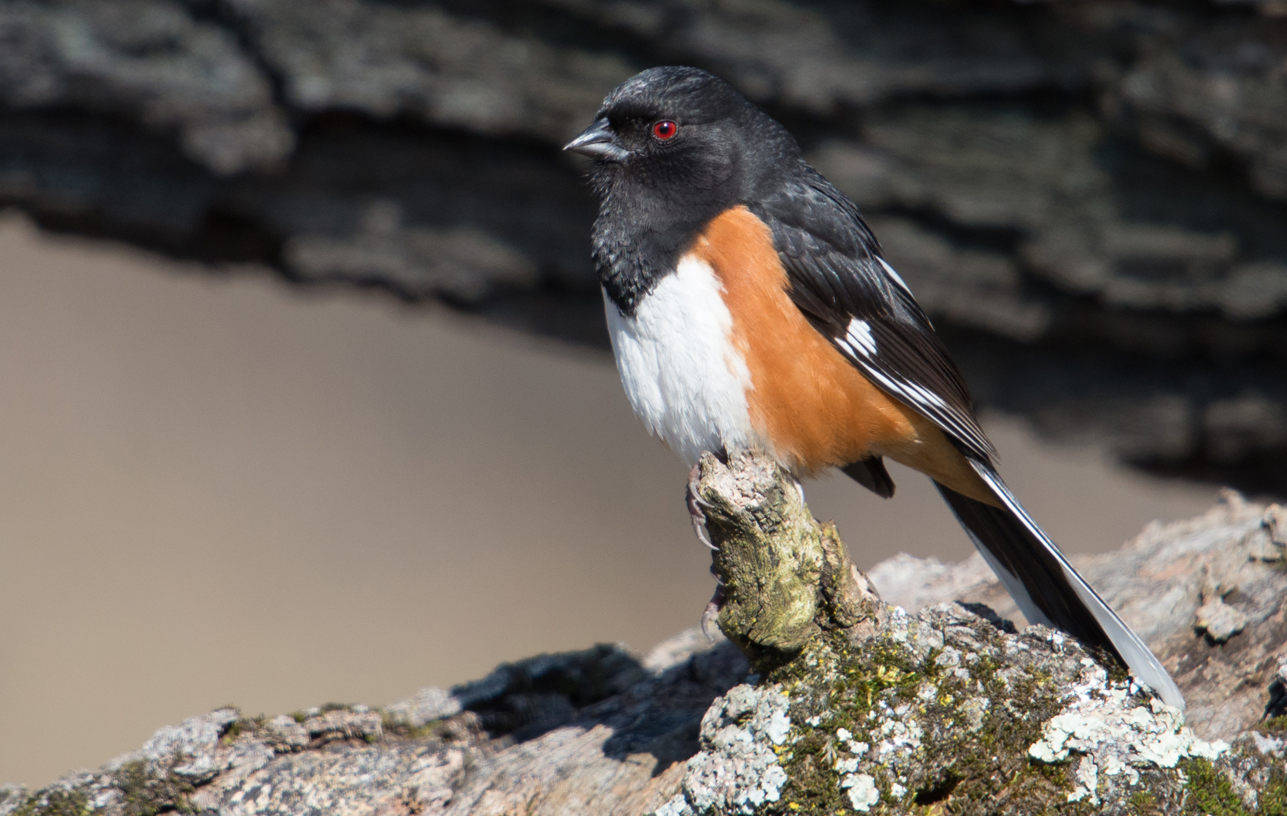 Black-headed Eastern towhee bird on stump.