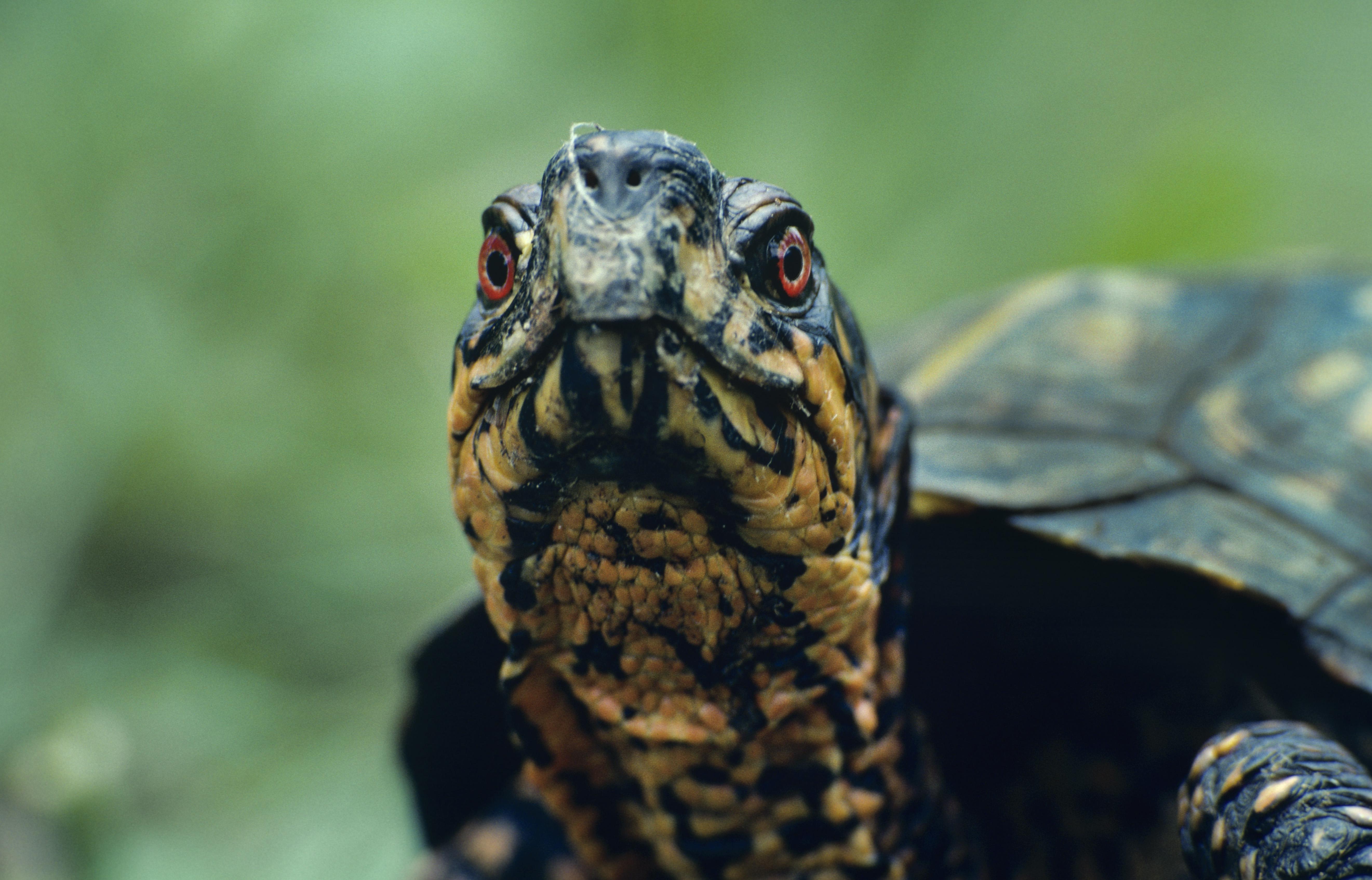 An eastern box turtle is looking directly at the camera.