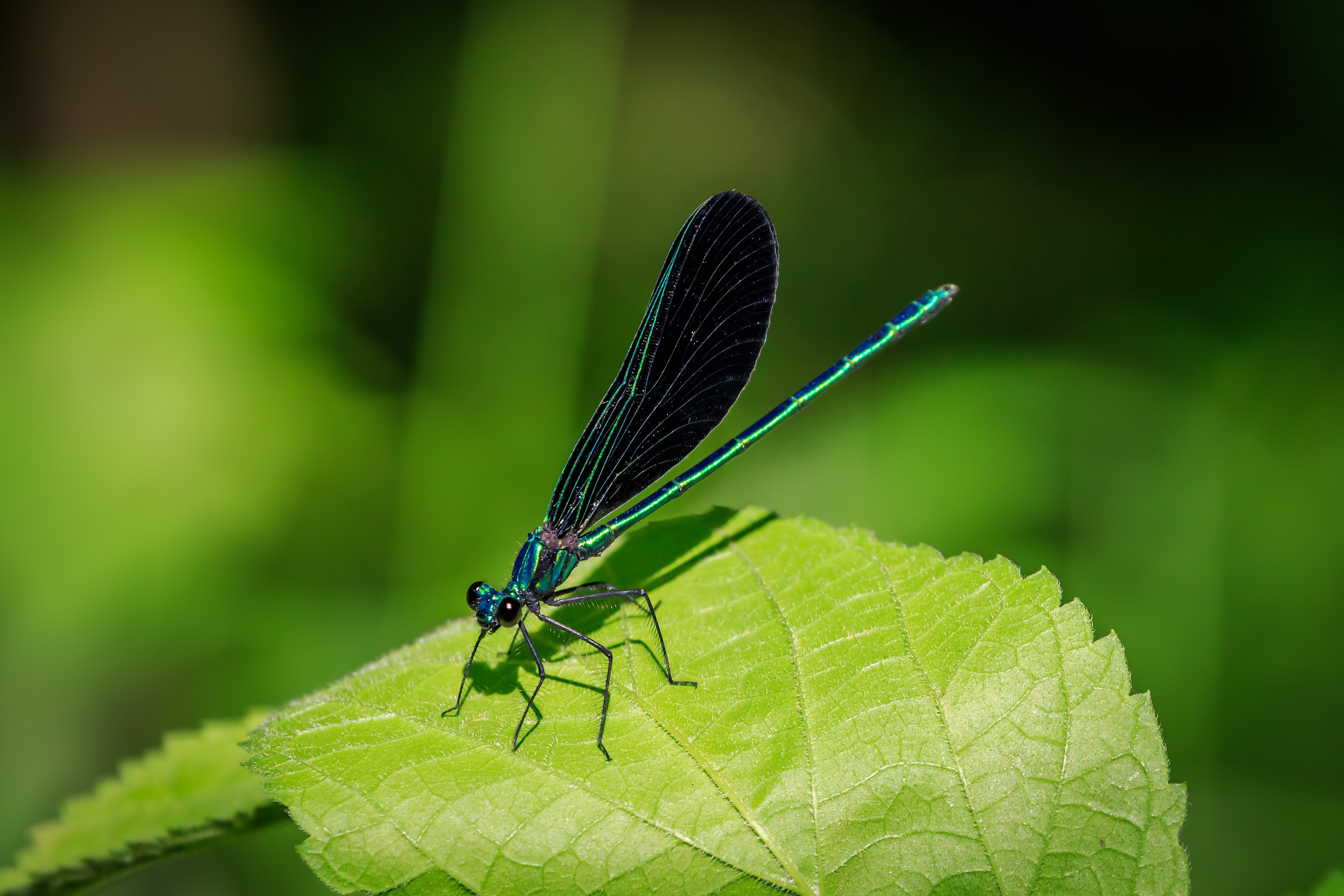 An iridescent black and blue ebony jewelwing rests on a leaf.