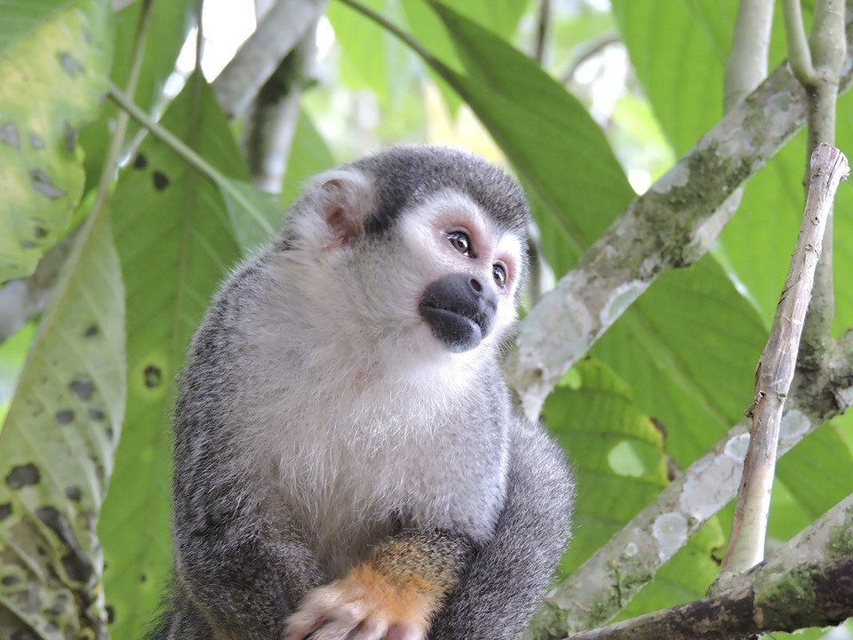 A small monkey sits in a tree.