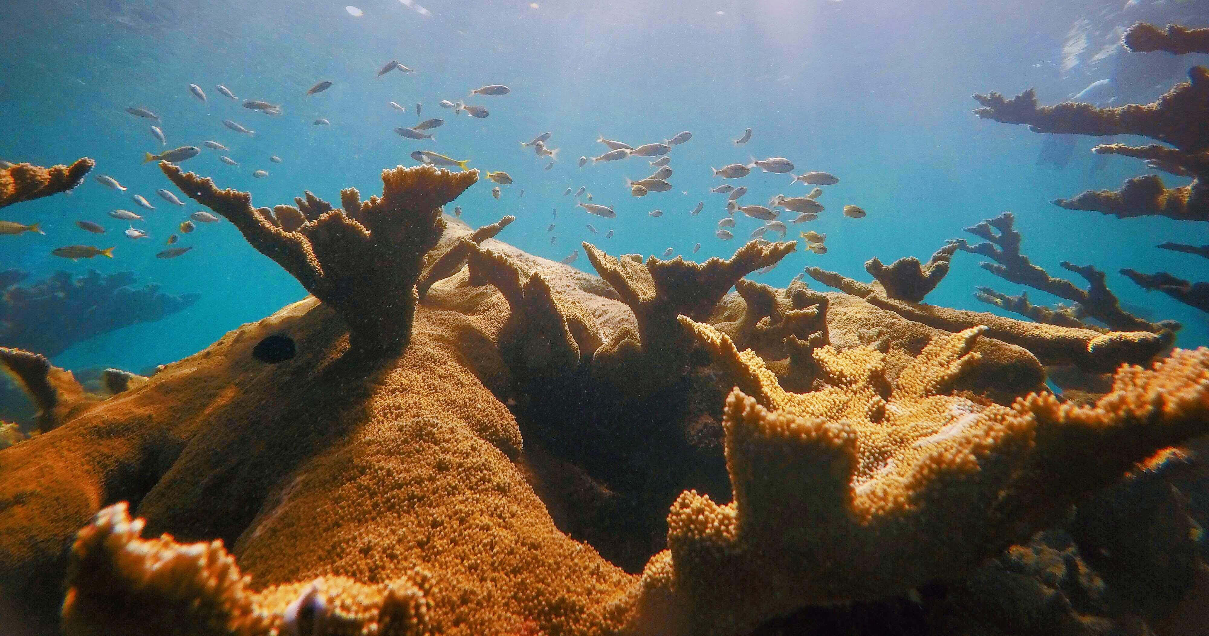 Elkhorn corals in Puerto Rico