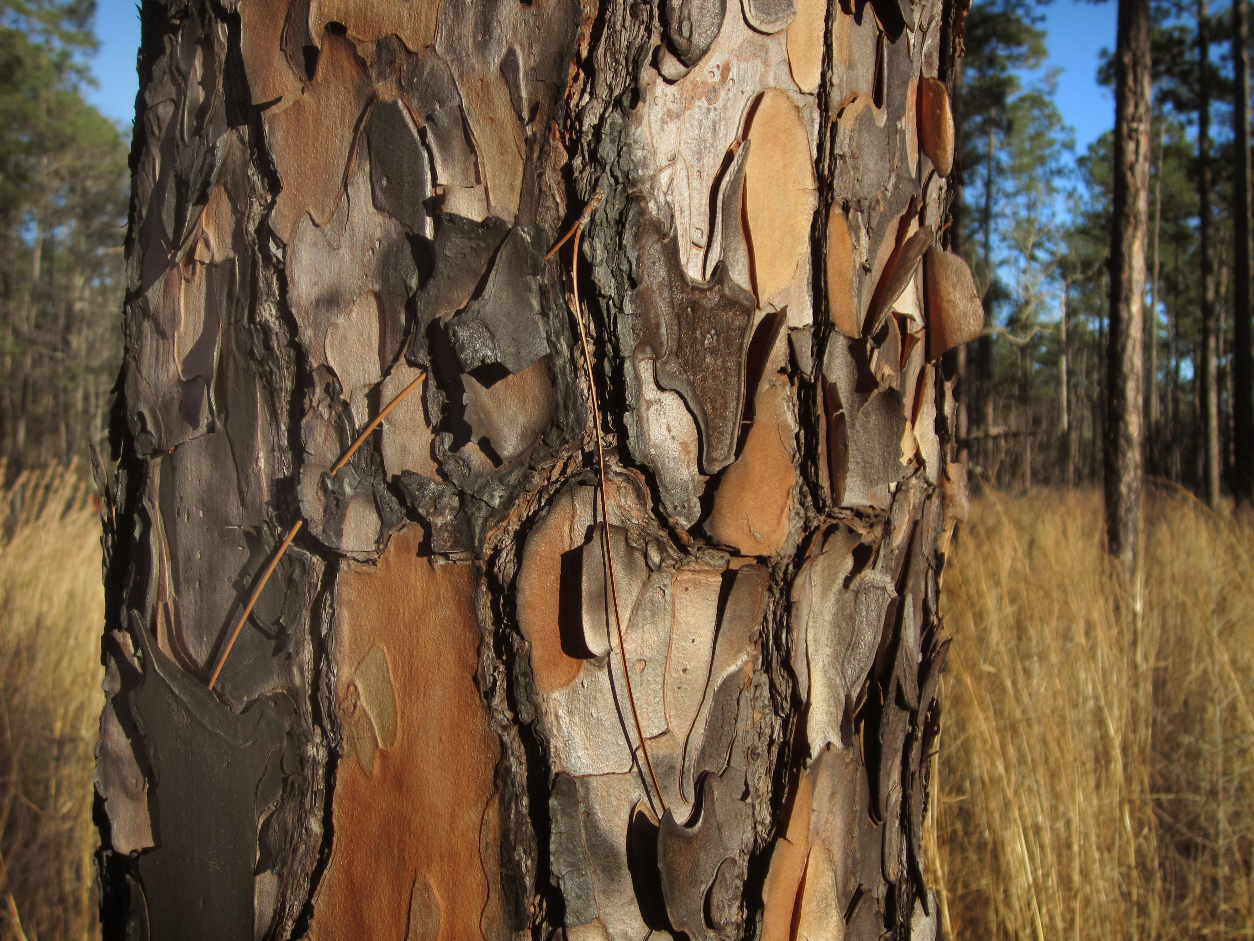 A tree trunk reveals bark of different shades.