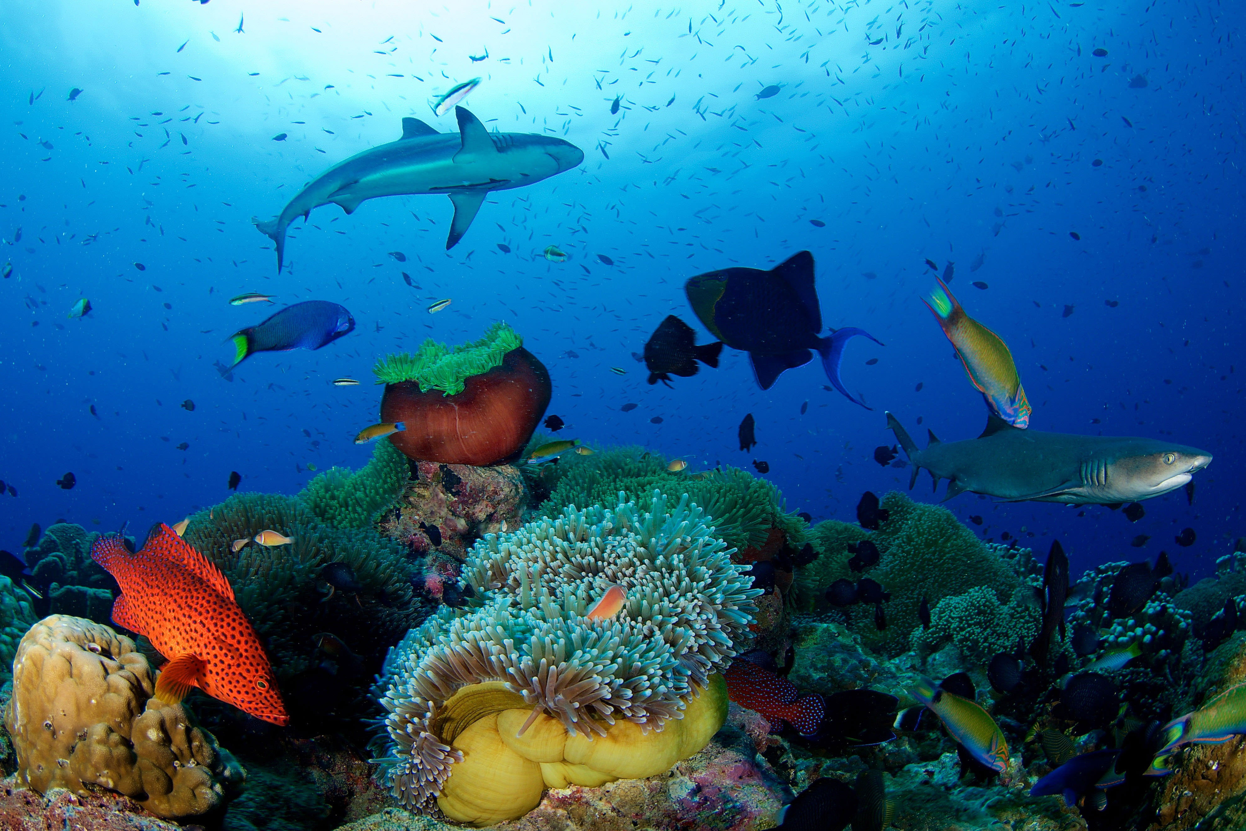 Eric_Madeja_Papua_New_Guinea_3982_x_2655