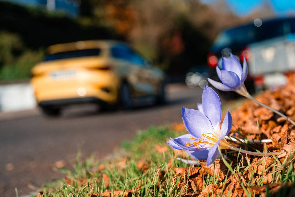 Purple roadside flower.
