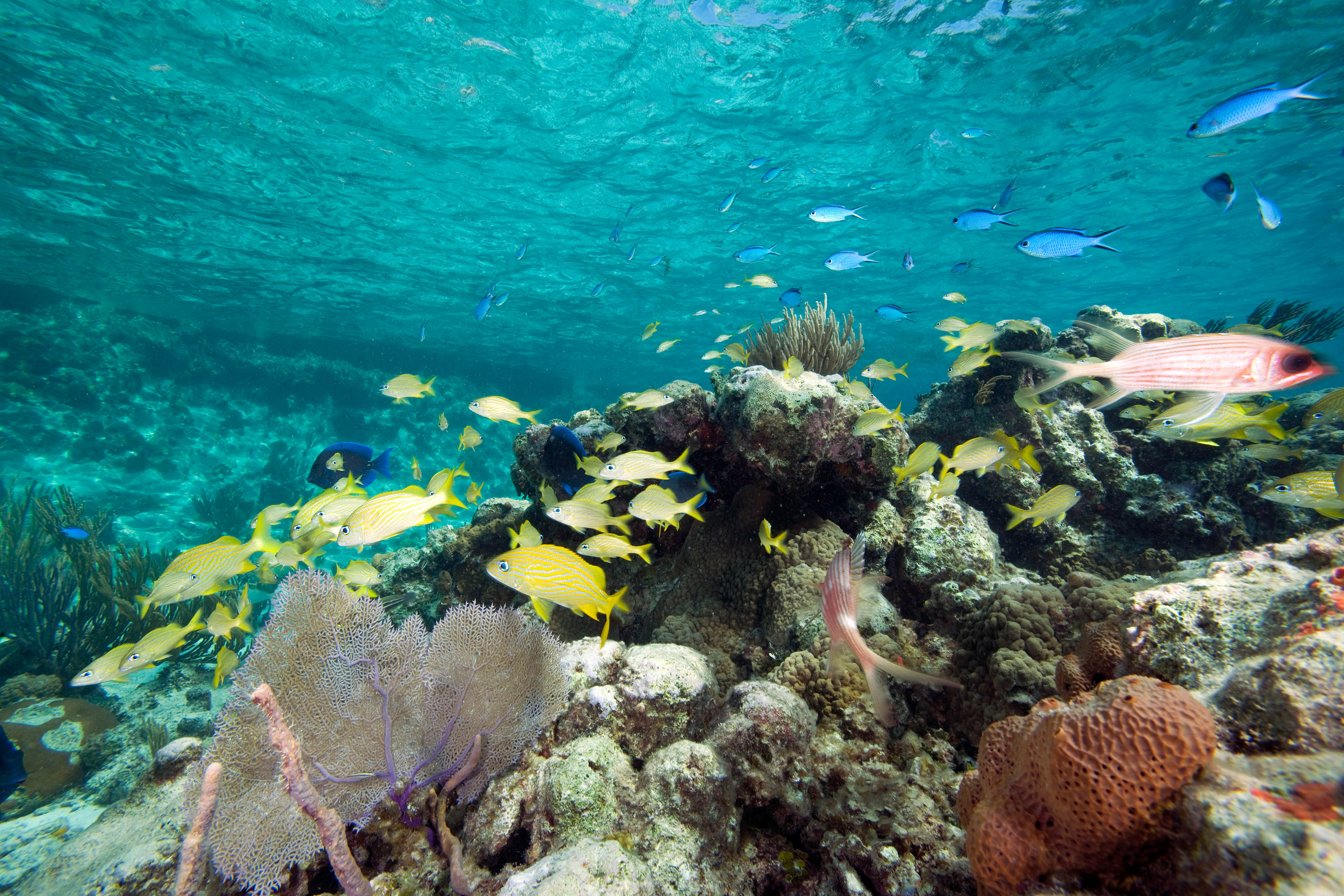 Fish swim through healthy reef in Exuma Cays Land and Sea Park.