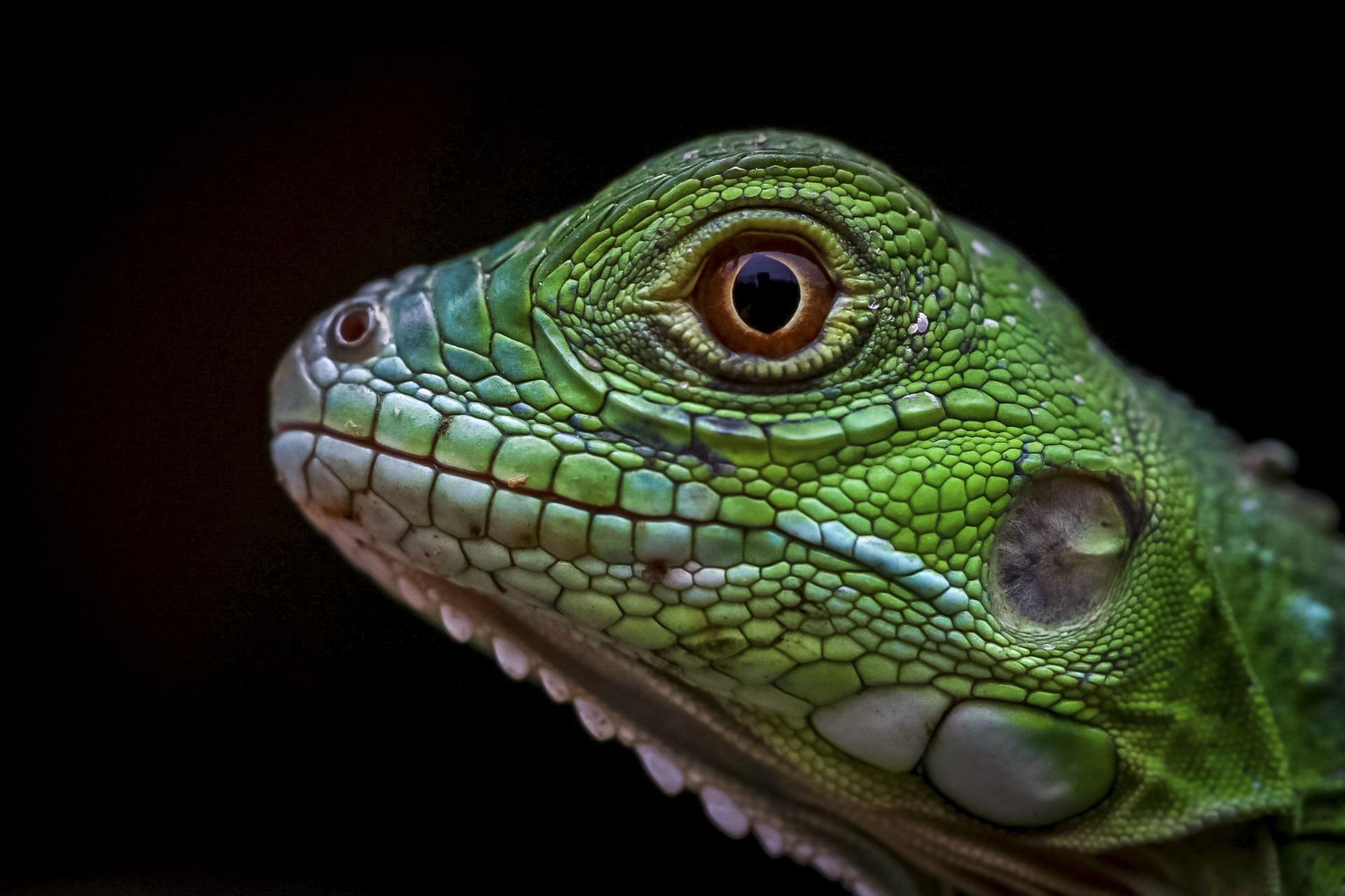 A close up of a green lizard's head against a black background