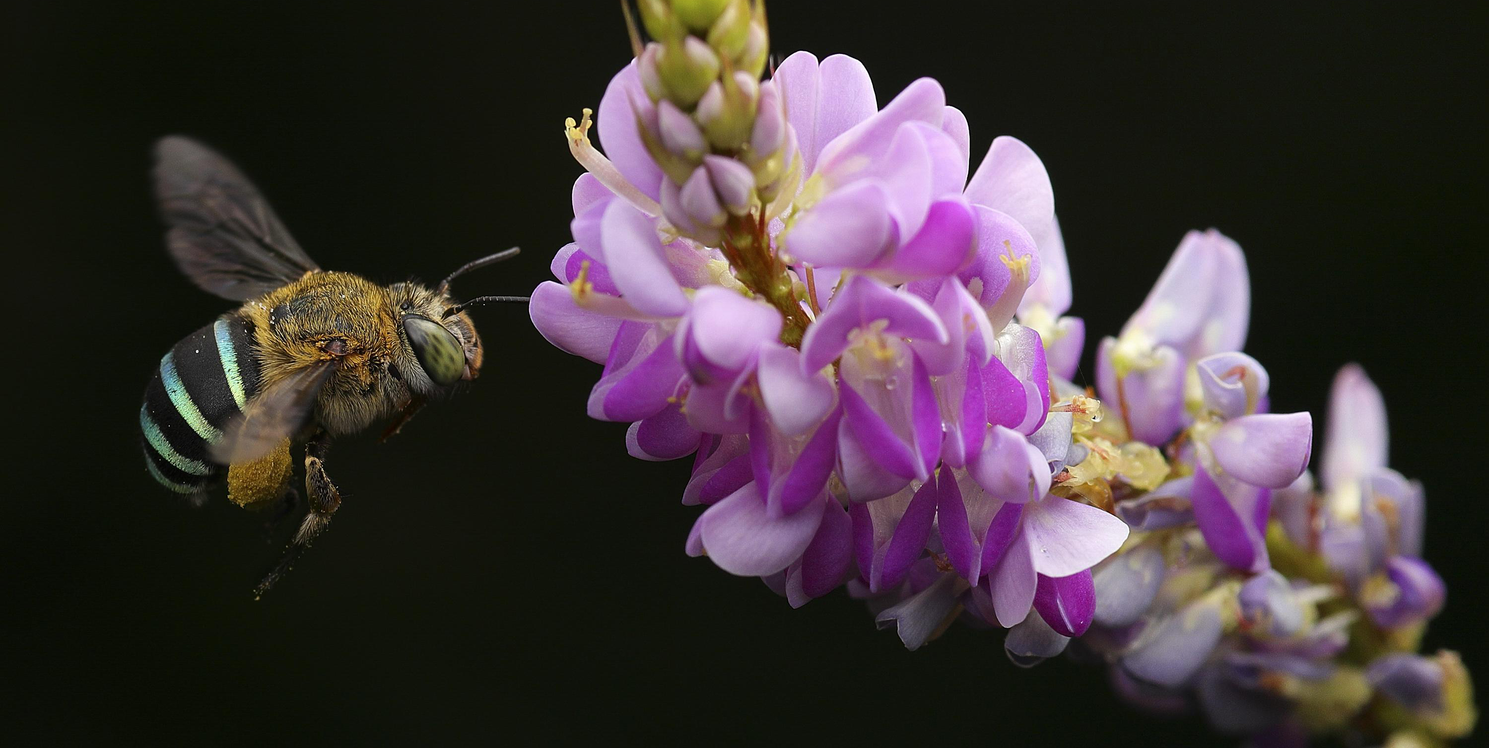 a bee flies to a pink flower against a black background
