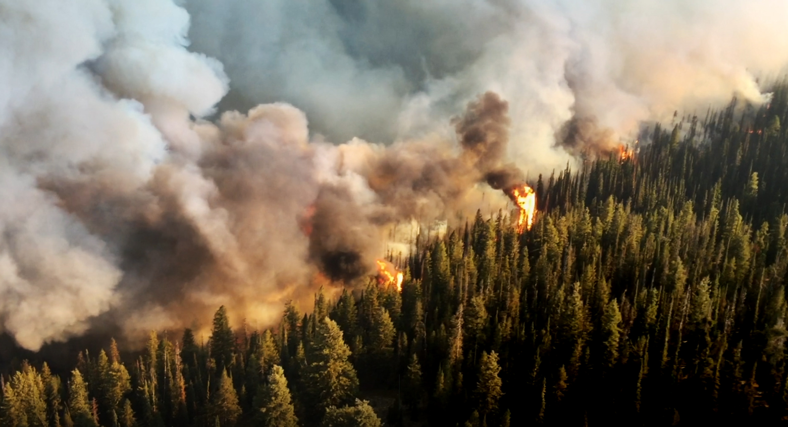 A wildfire burning through a forest.