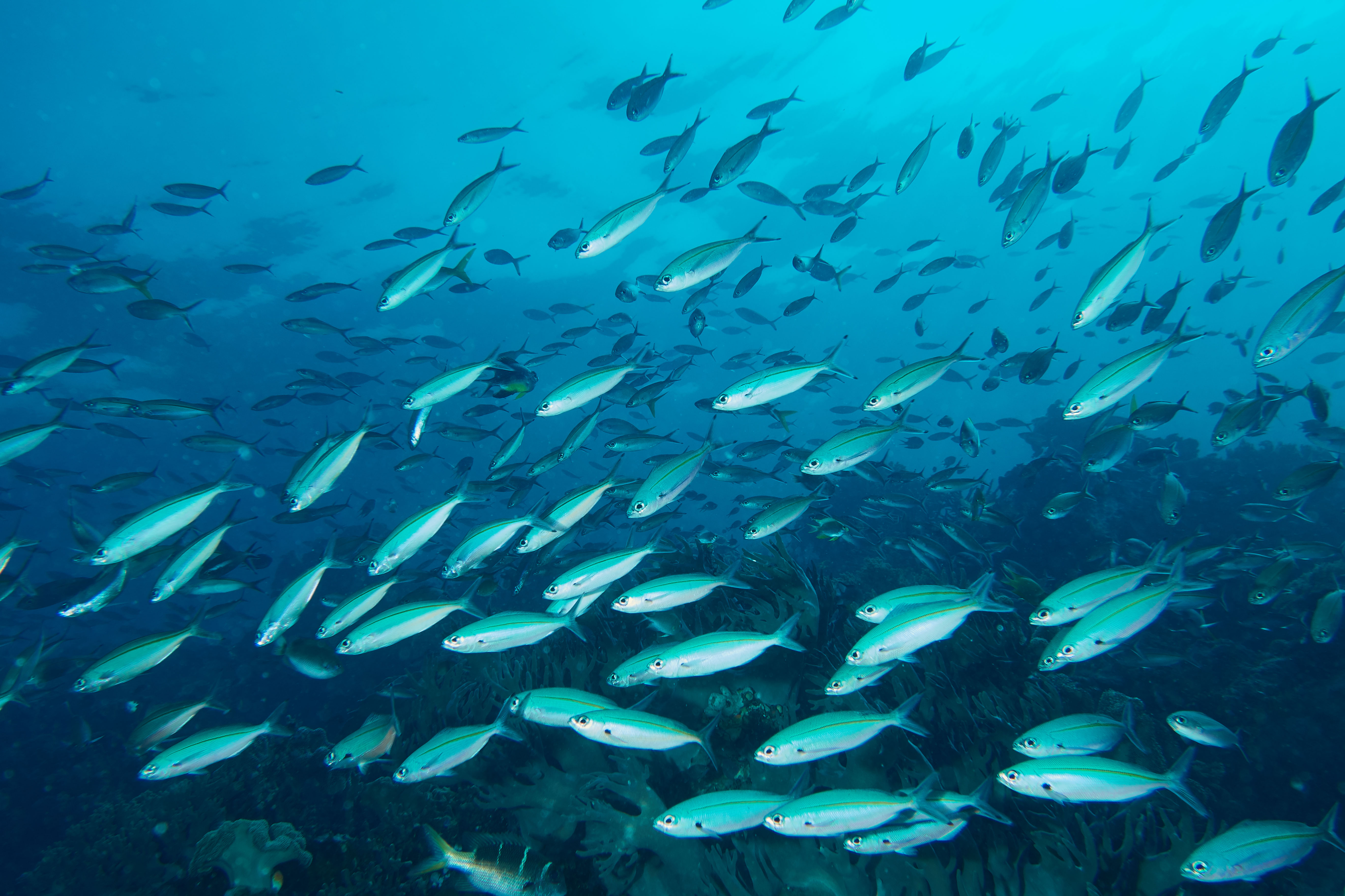 A school of fish under water.