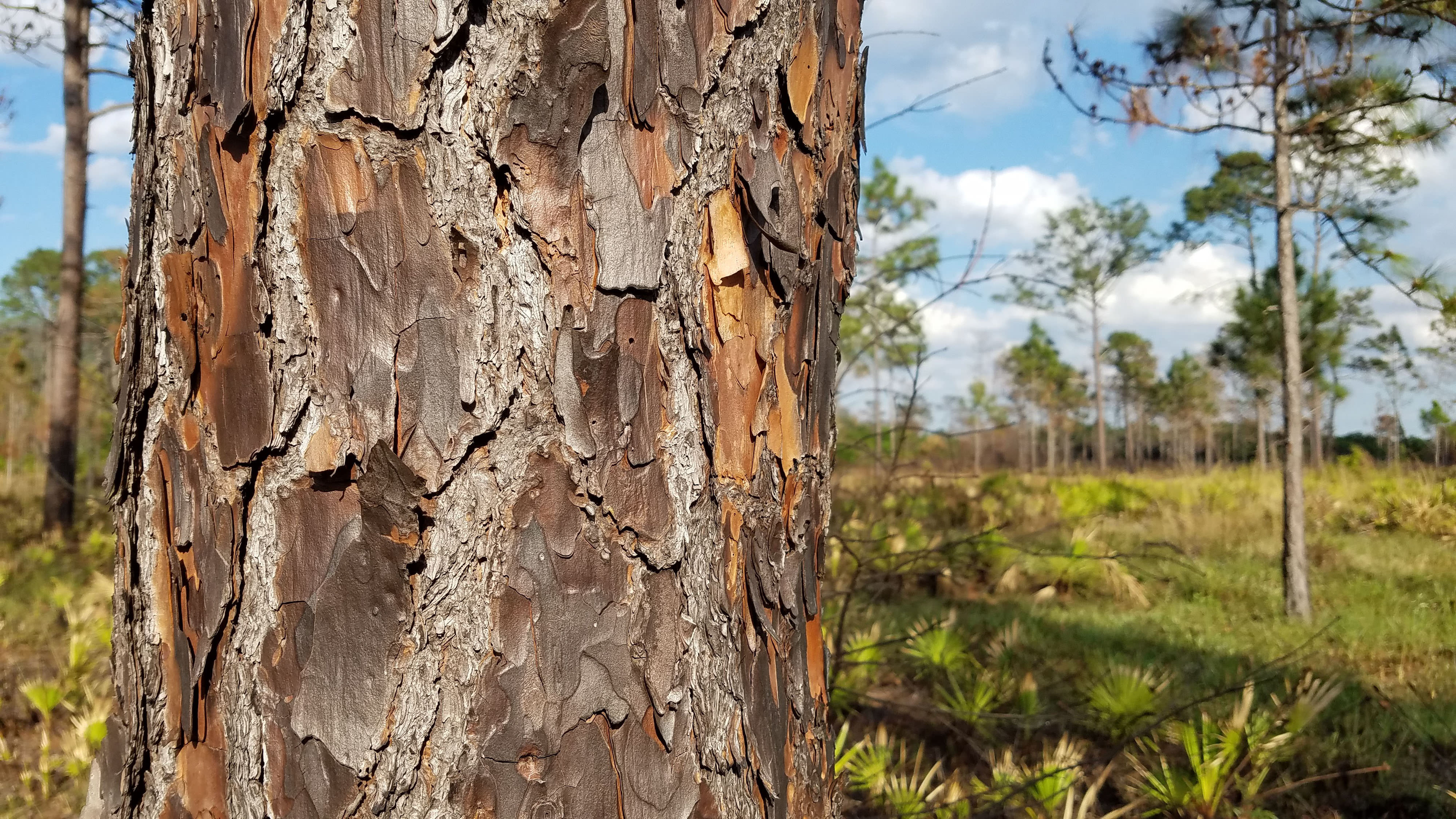 a close up of bark on a tree.