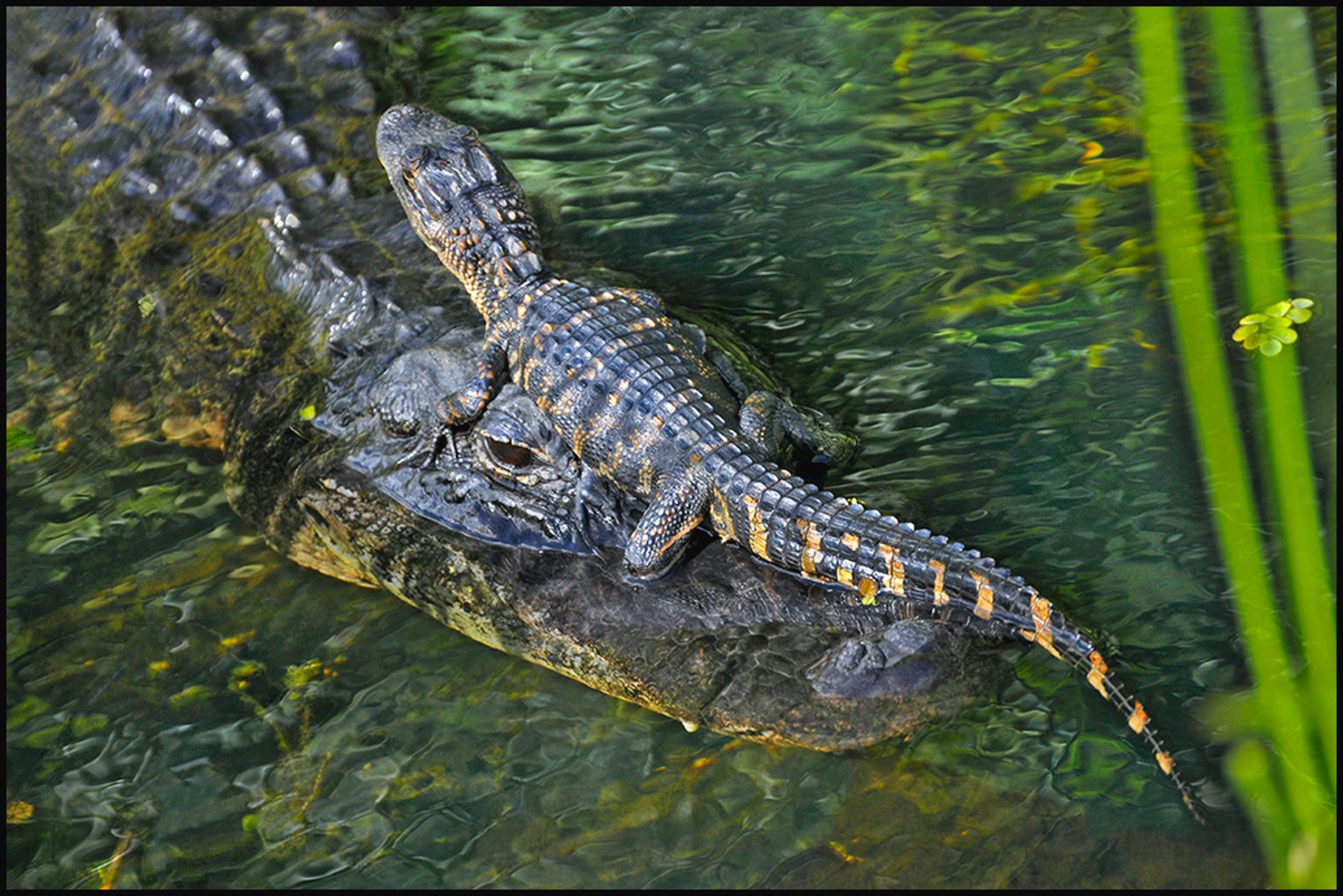 A mother alligator transports one of her brood on her snout.