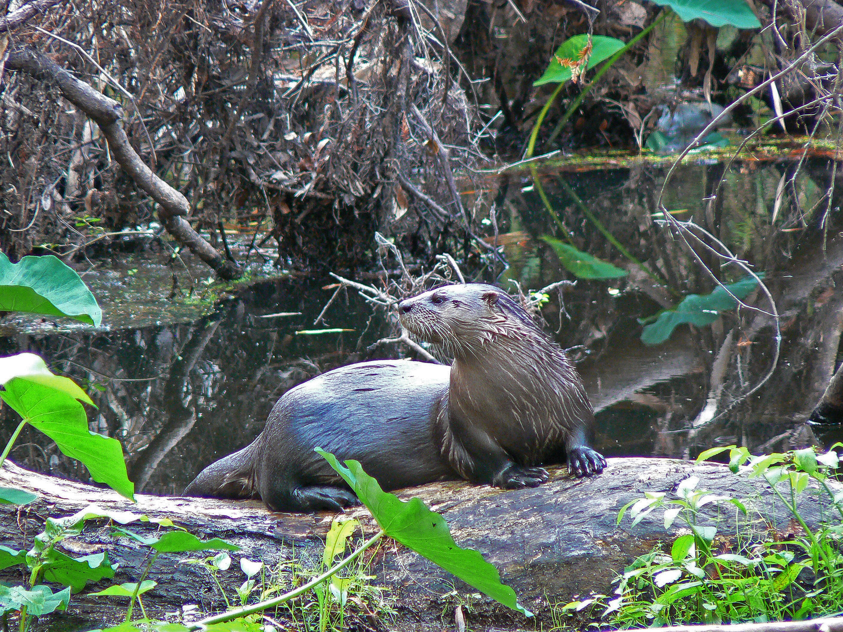 A river otter sits on a downed tree surveying their swampy territory.