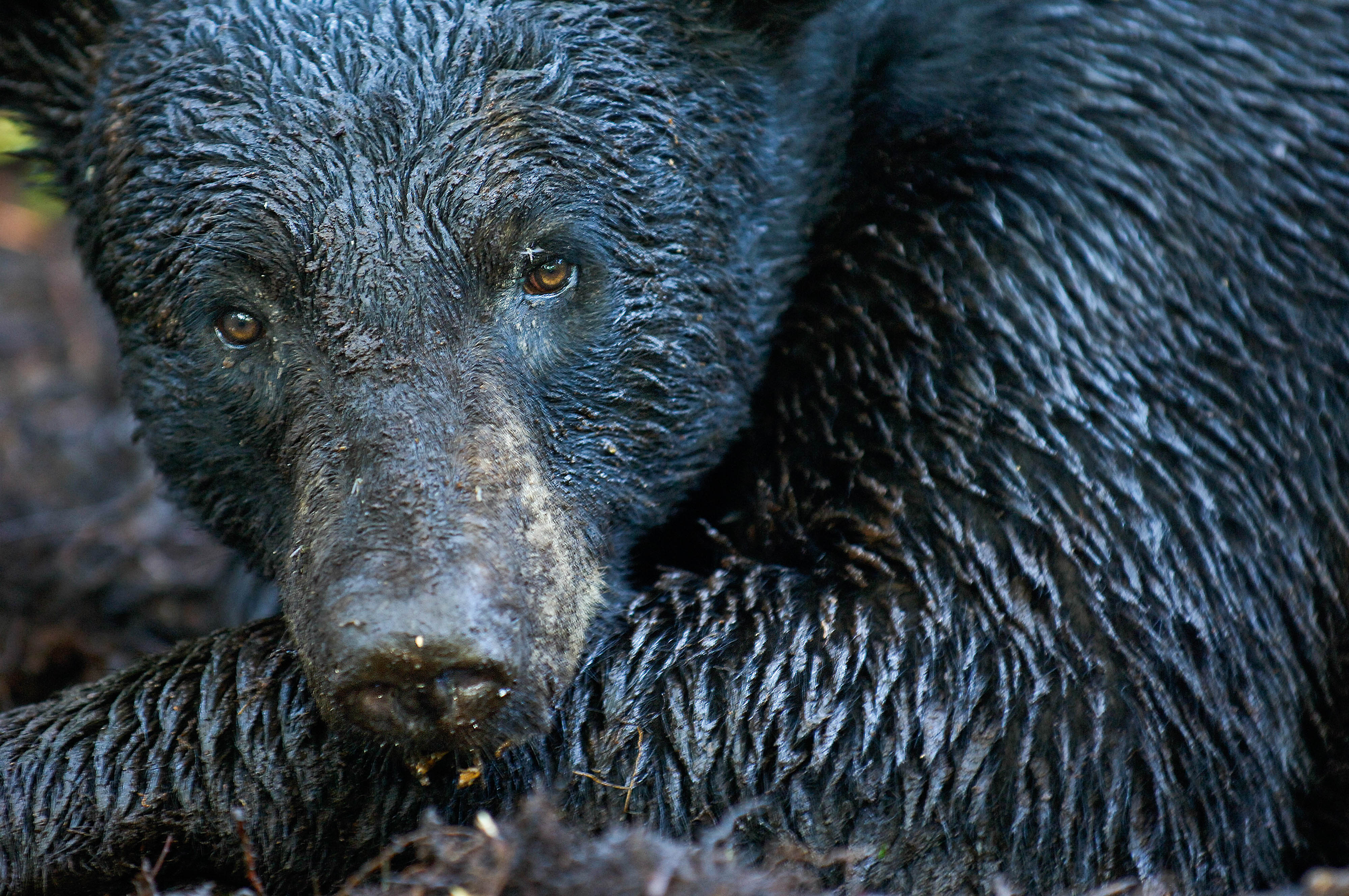 Closeup of the head and shoulder of a Florida black bear with wet, glistening fur.