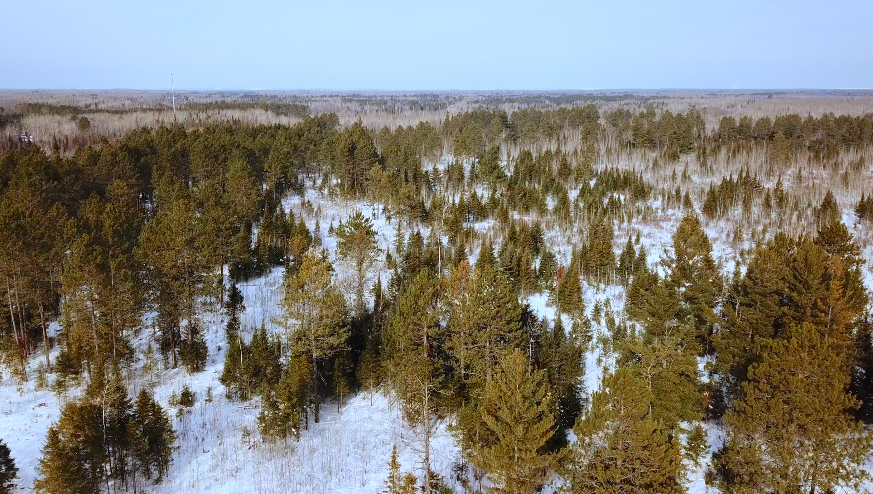 Aerial view of coniferous forest in winter.