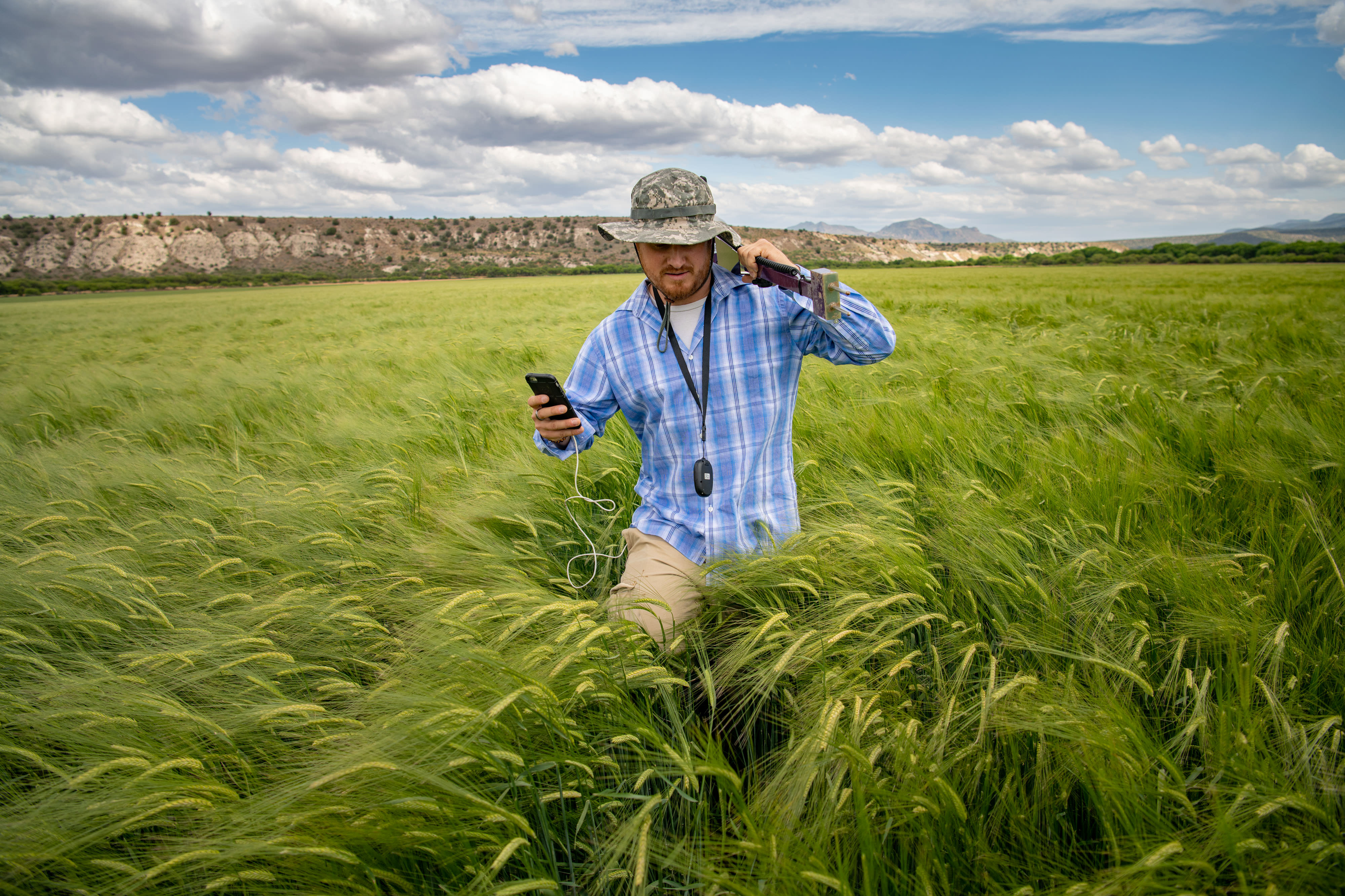 A field of barley.