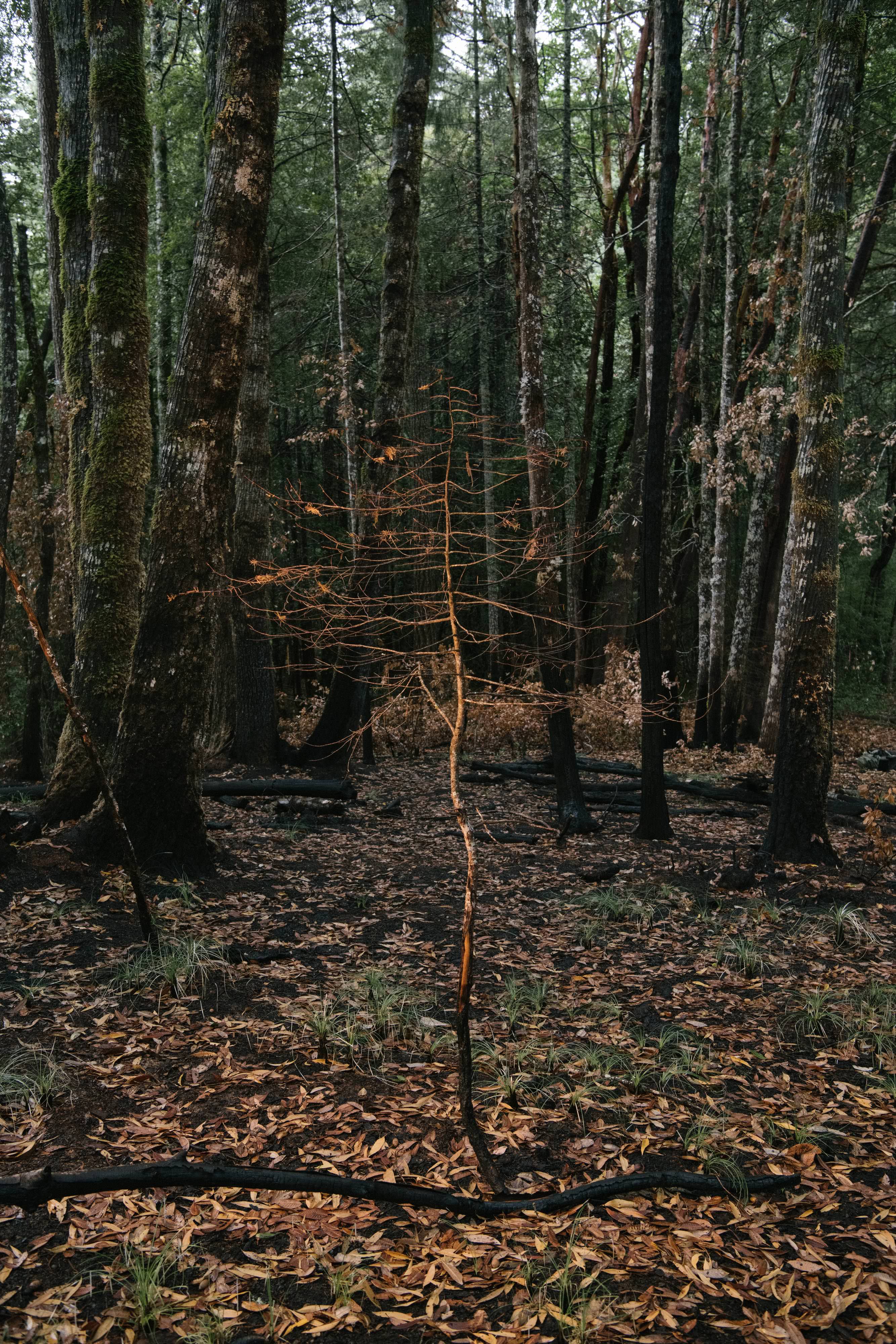 A young, charred Douglas fir stands in a forest recently treated with prescribed burn. Healthy trees are in the background.