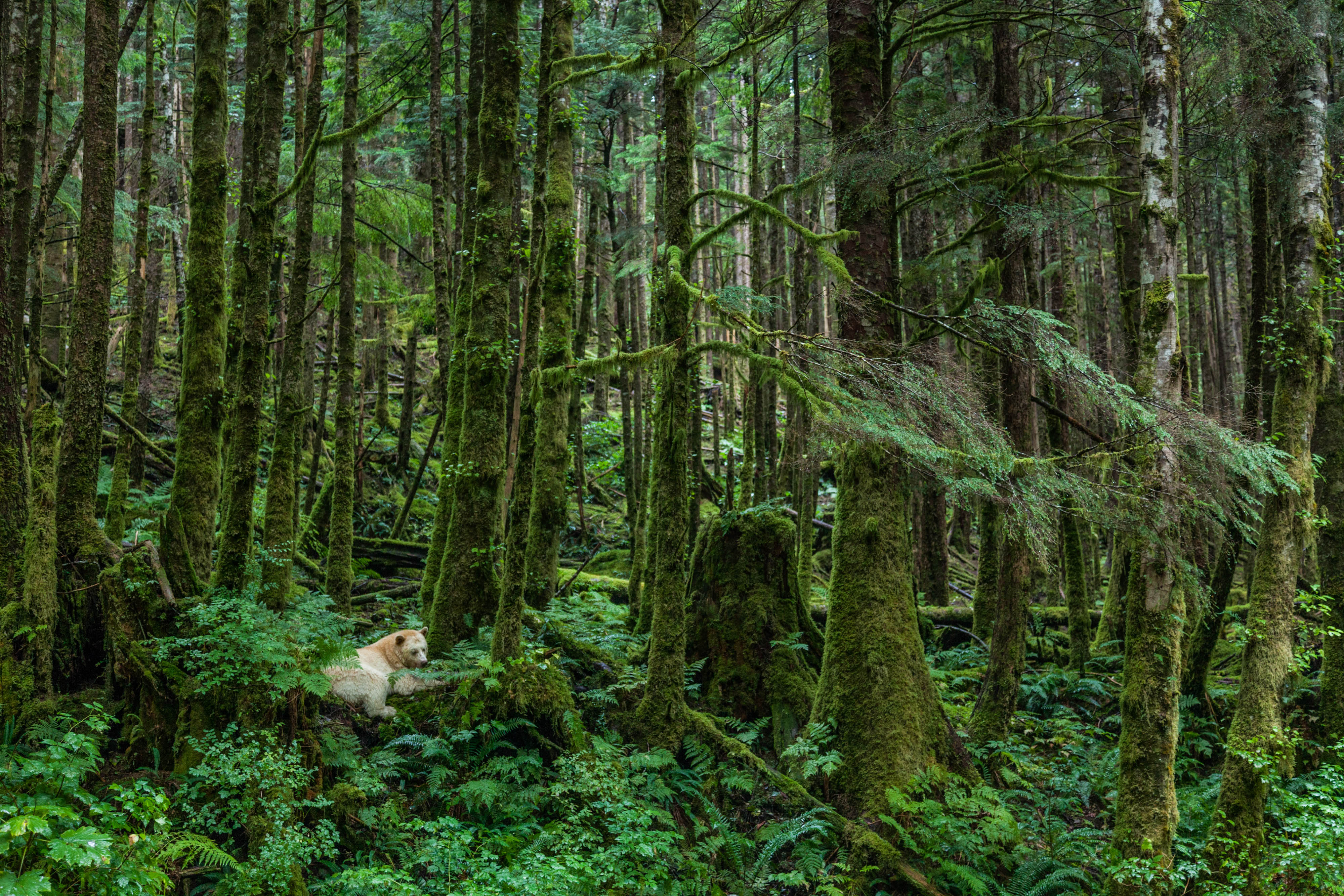 Un oso blanco en el Bosque Great Bear, Canadá