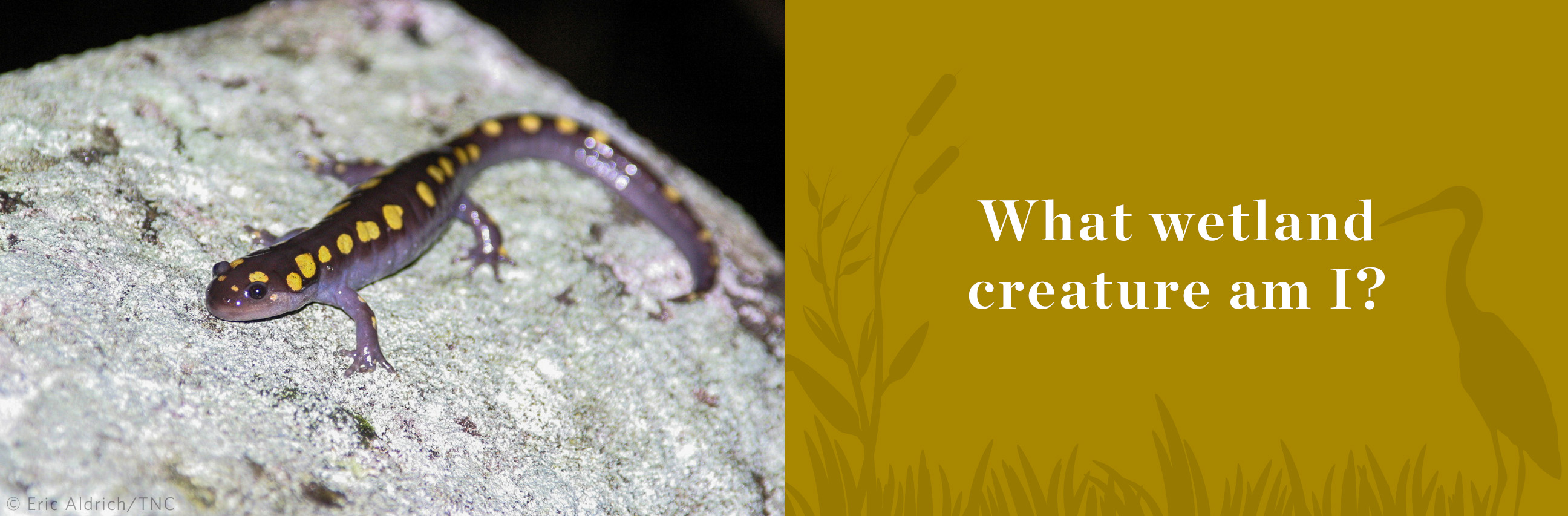 Small dark spotted salamander with bright spots perched on grey rock.