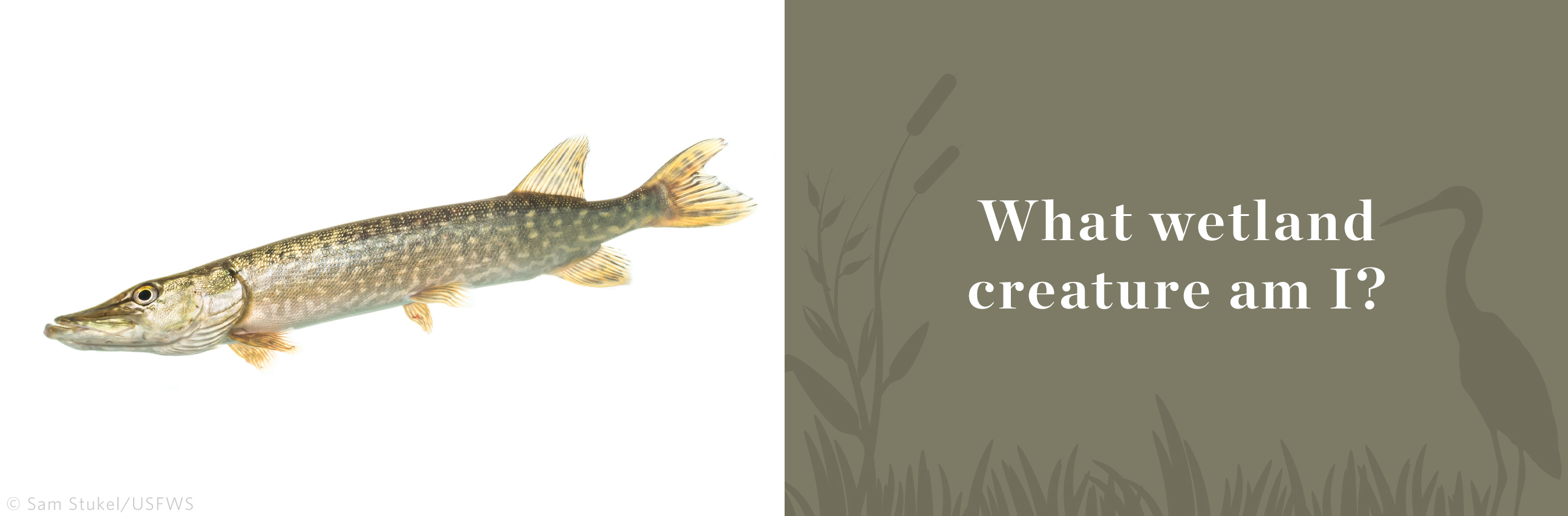 Long, slender northern pike.