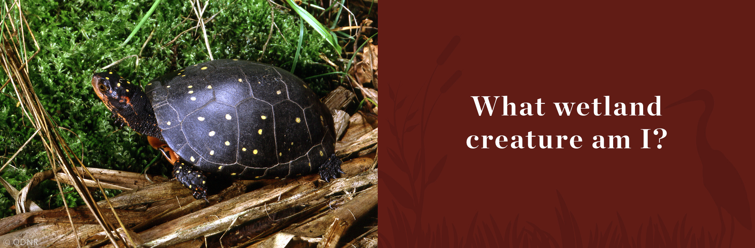 A spotted turtle rests on a fallen limb next to green plants.