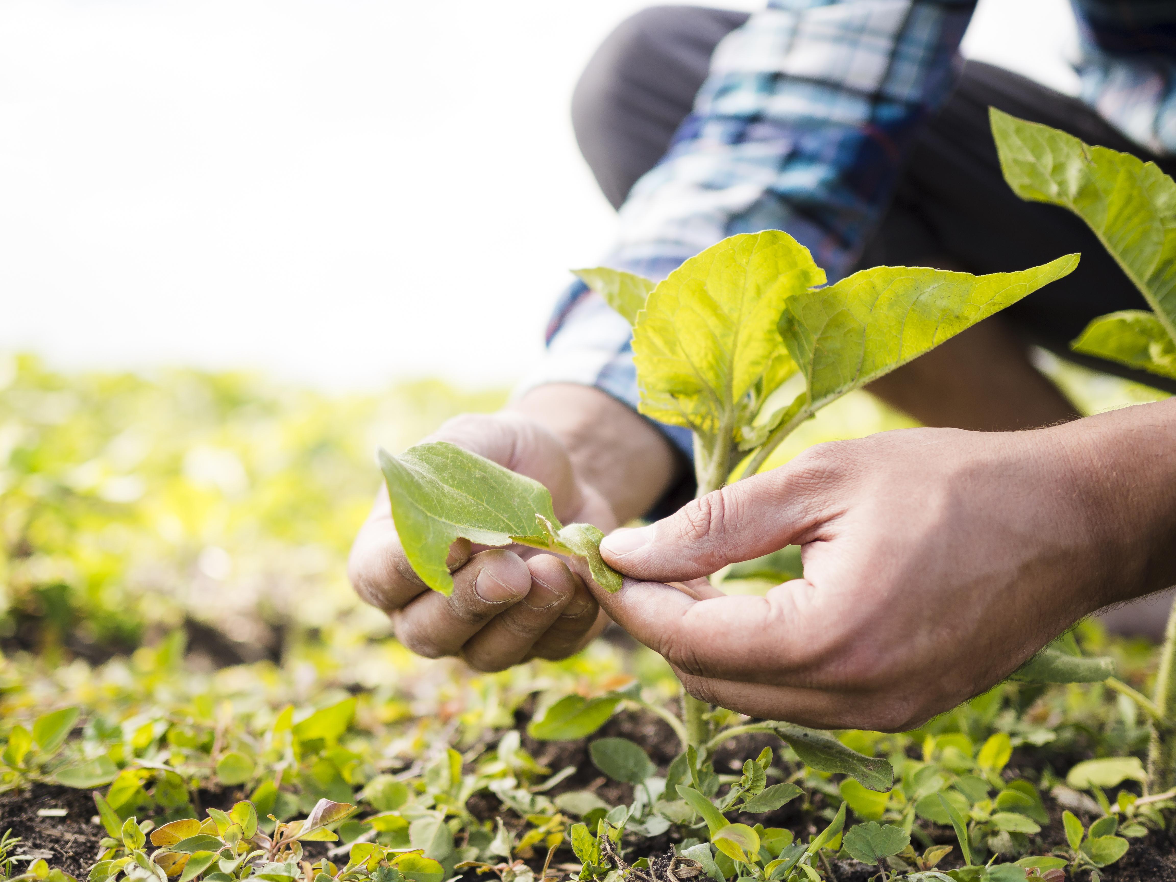 Hands planting a plant in an agricultural field.