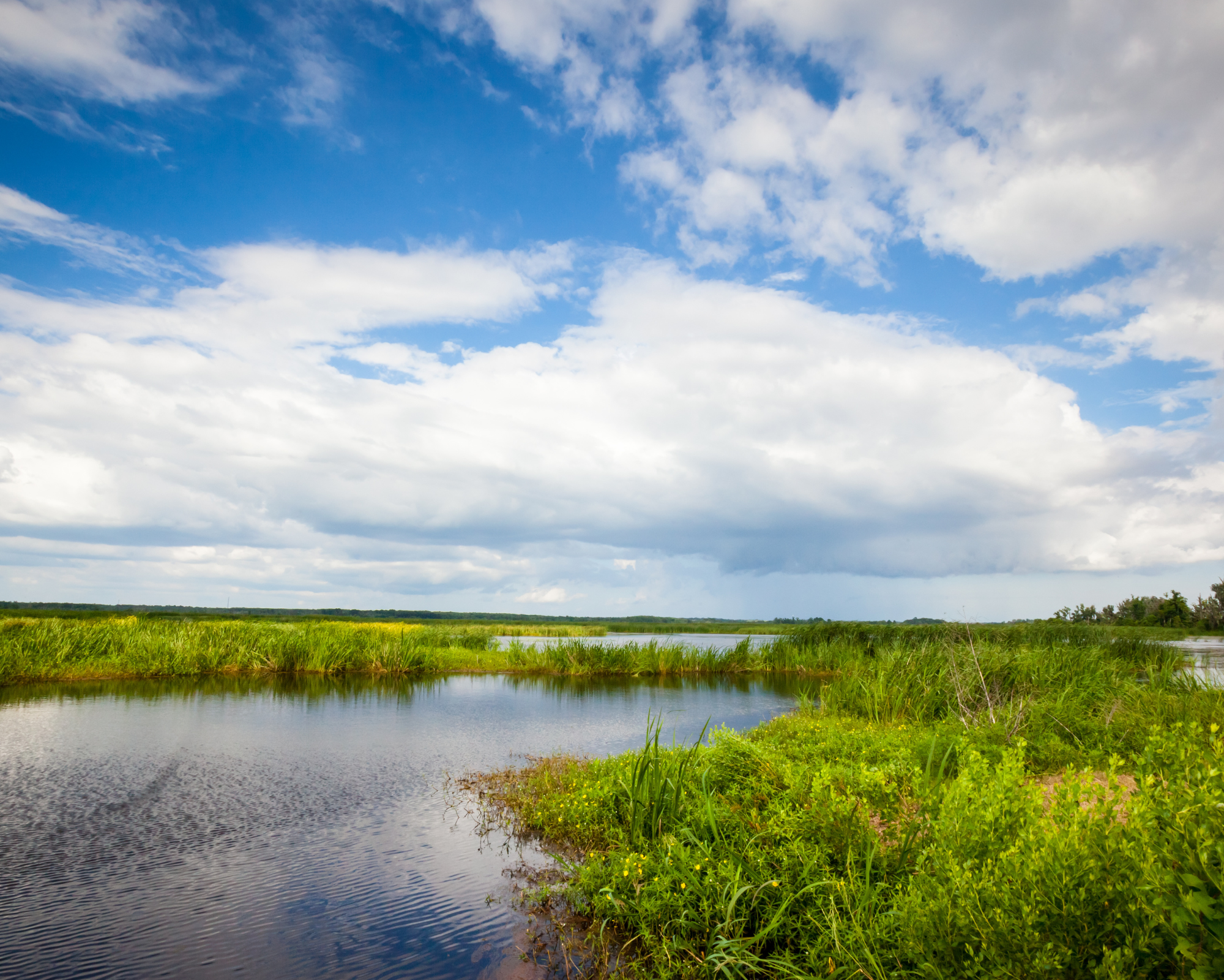 A view of a freshwater wetland surrounded by green vegitation and a bright blue sky with large puffy white clouds.