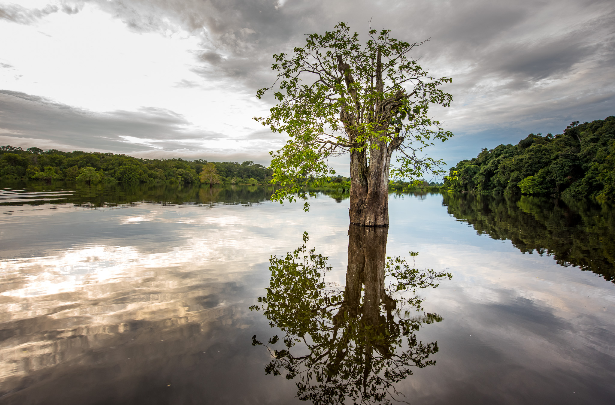 A tree and its reflection in a calm lake