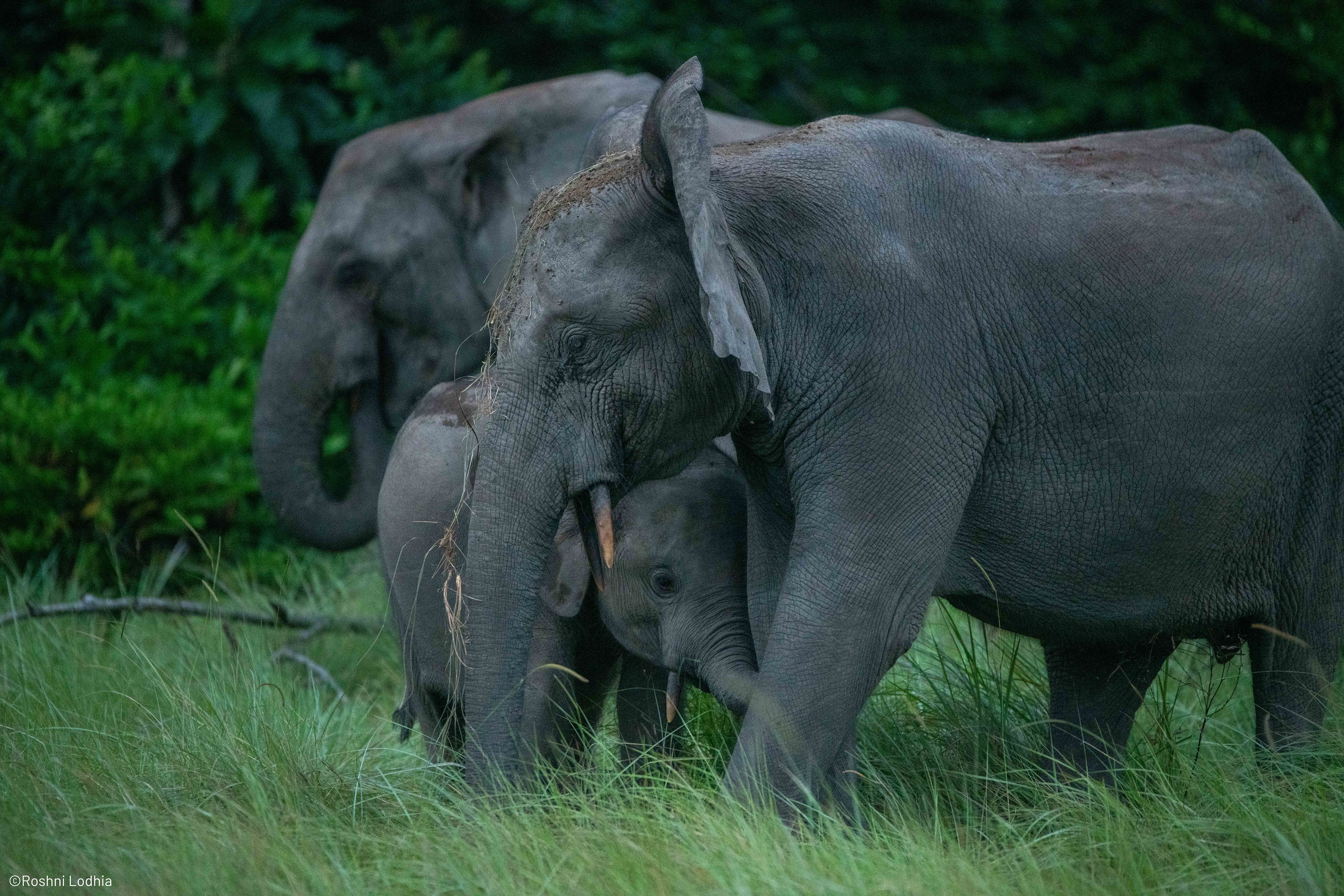 Forest elephants in Gabon.