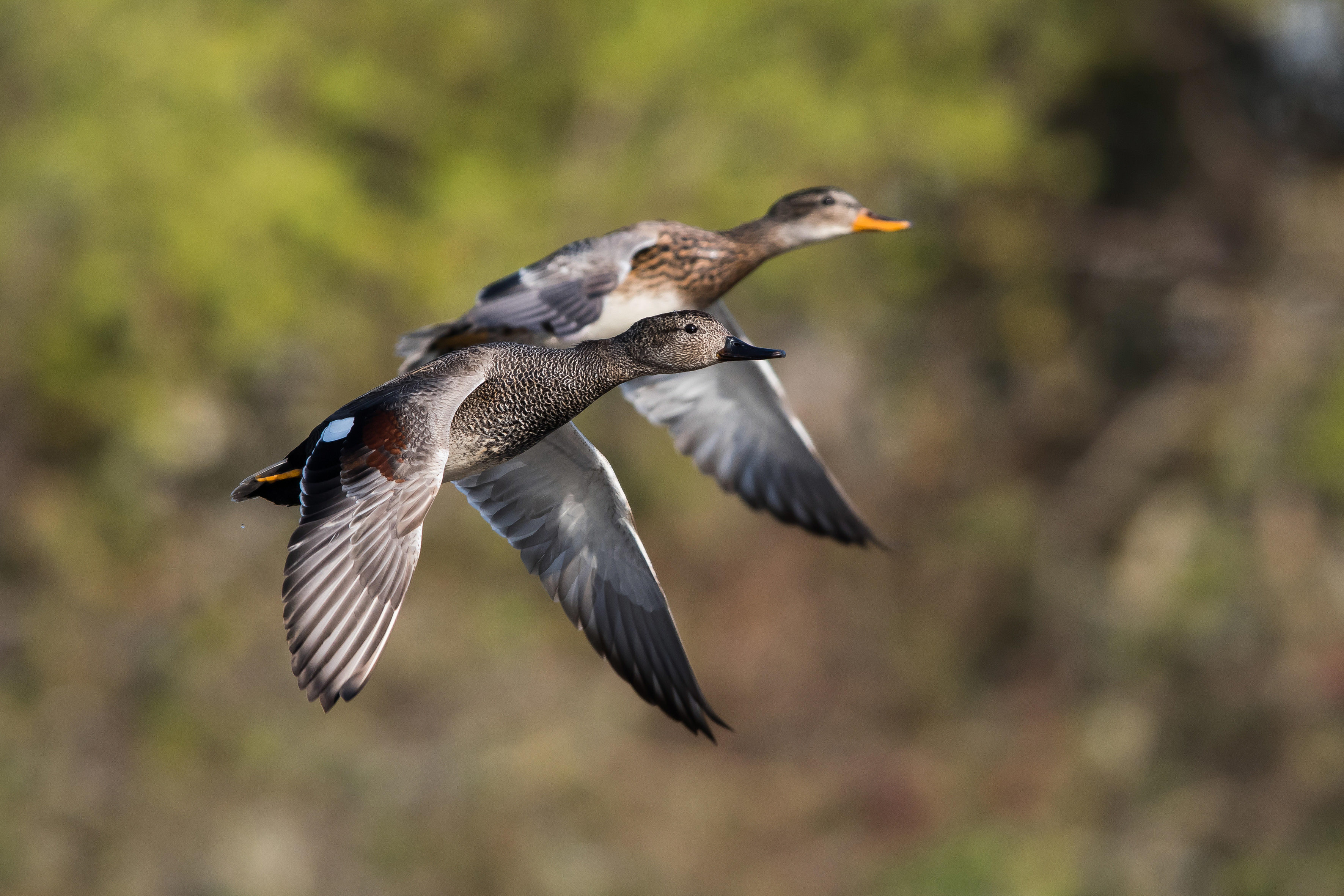 Two adult gadwalls are flying through a forested area.