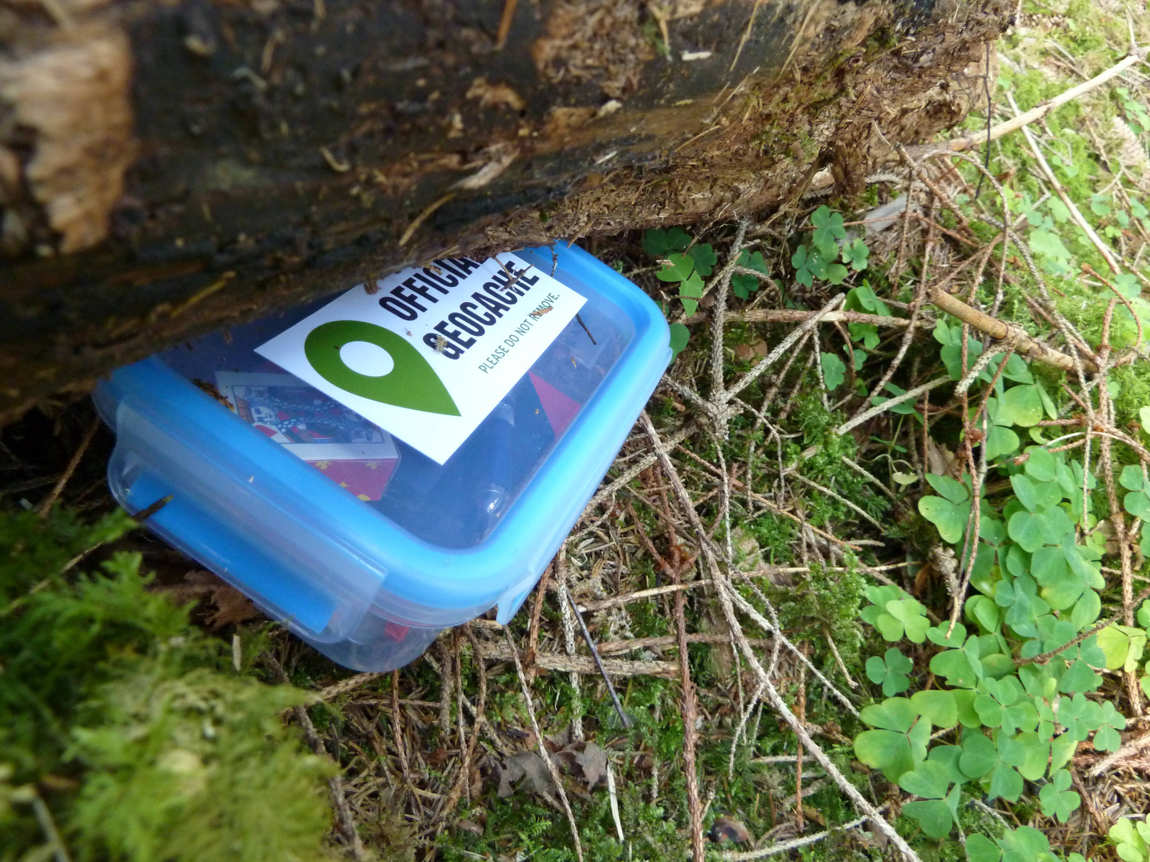 A medium sized translucent blue plastic container is nestled under a fallen log. Small items are visible inside the box.