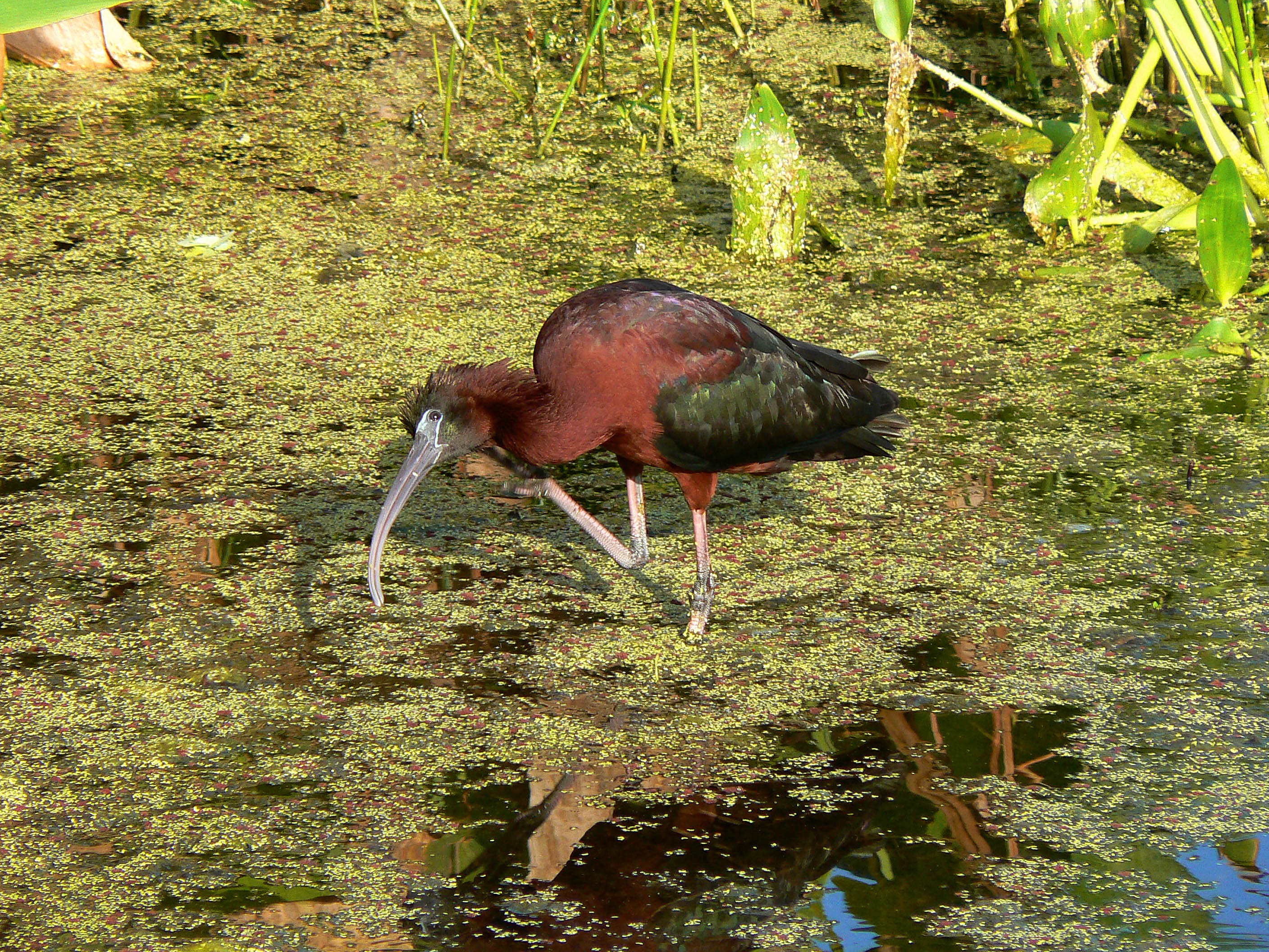 A red and black glossy ibis bird hunts for food in a shallow wetland. Green algae covers the surface of the water.