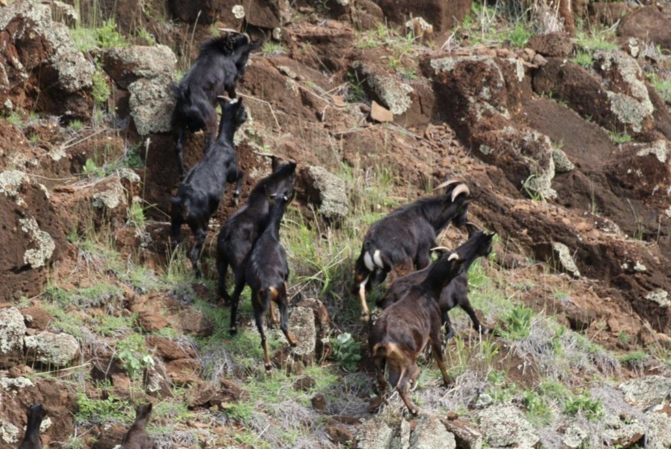 Seven dark brown feral goats forage for grasses.