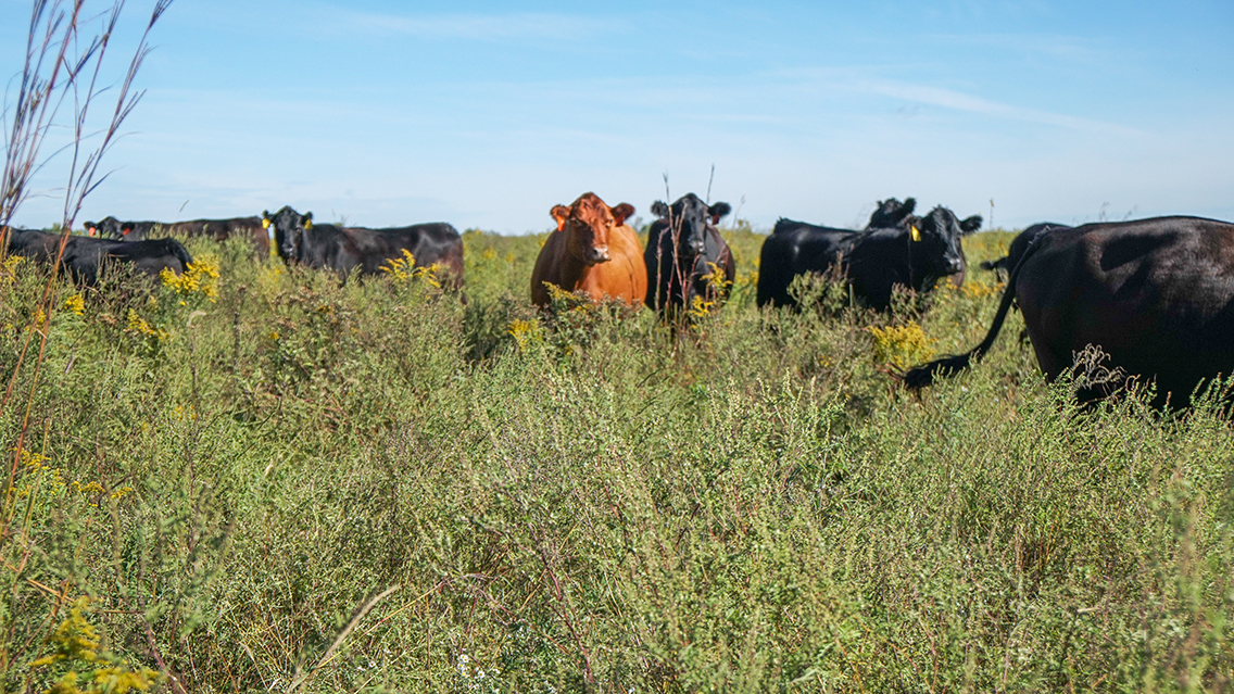 A small herd of cattle on a field of native grasses.