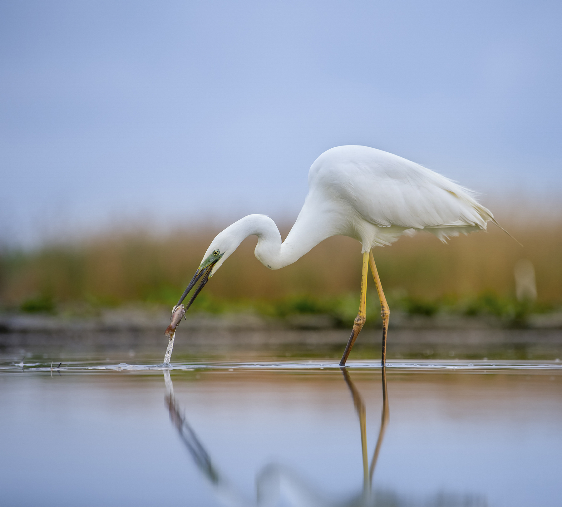 A great egret is fishing in a freshwater pond. 