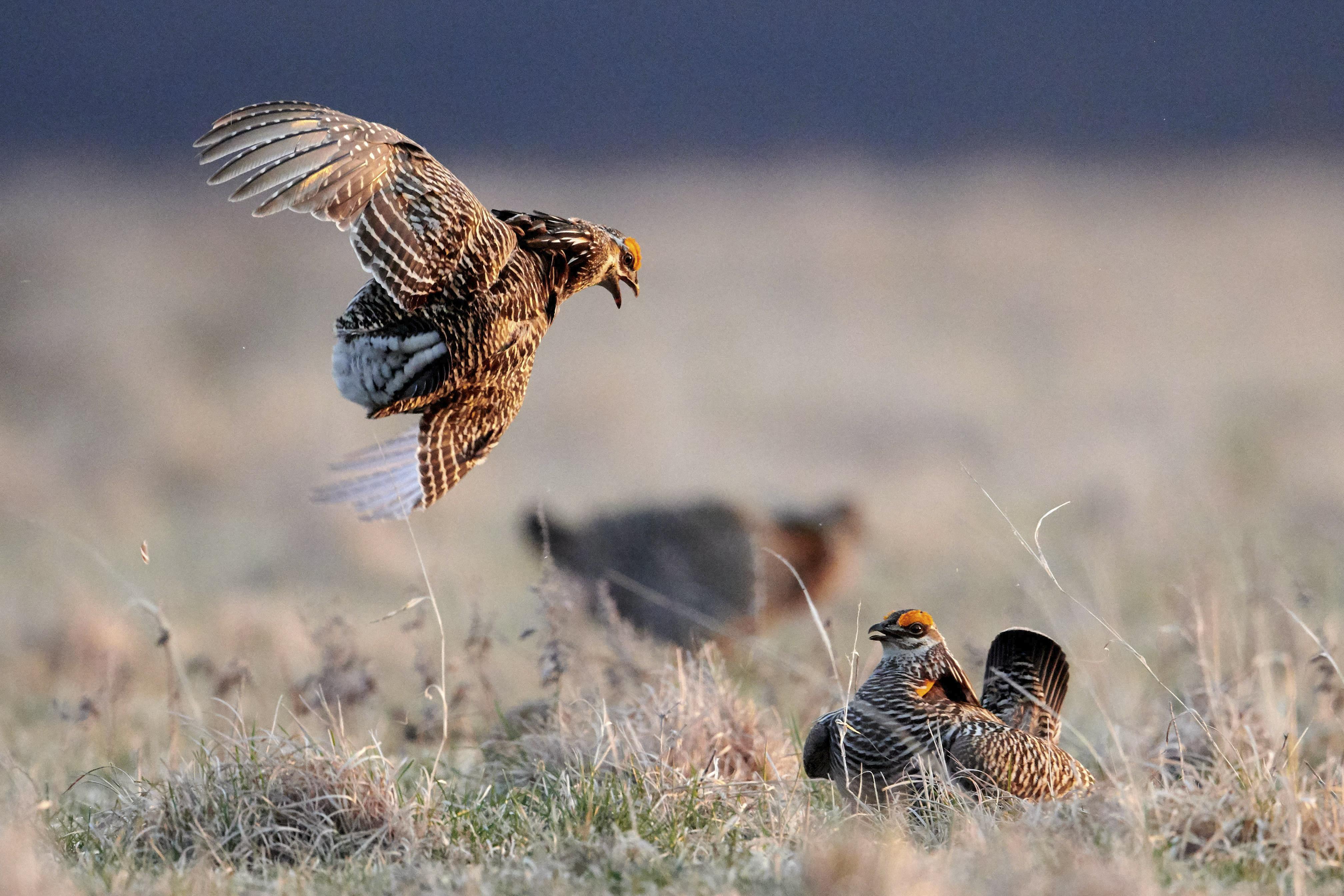 Photo of two male greater prairie chickens engaged in a mating ritual that will give one the right to mate with a female.