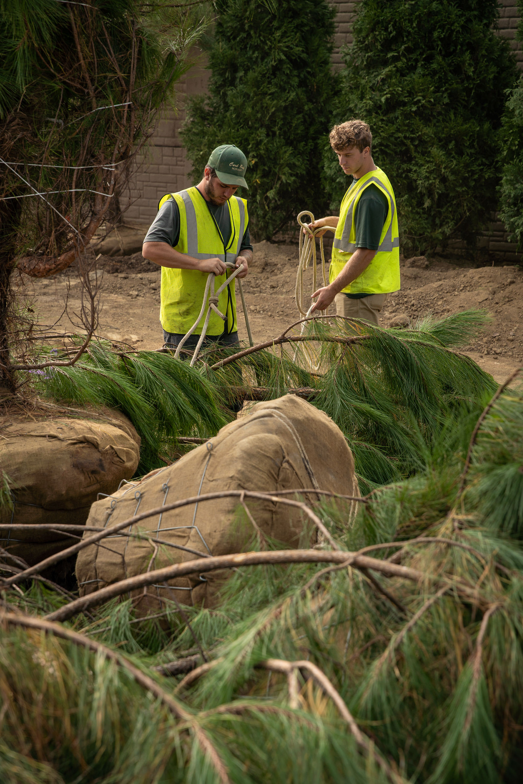 Two workers remove ropes from the burlap sacks protecting the root balls of mature trees awaiting planting.