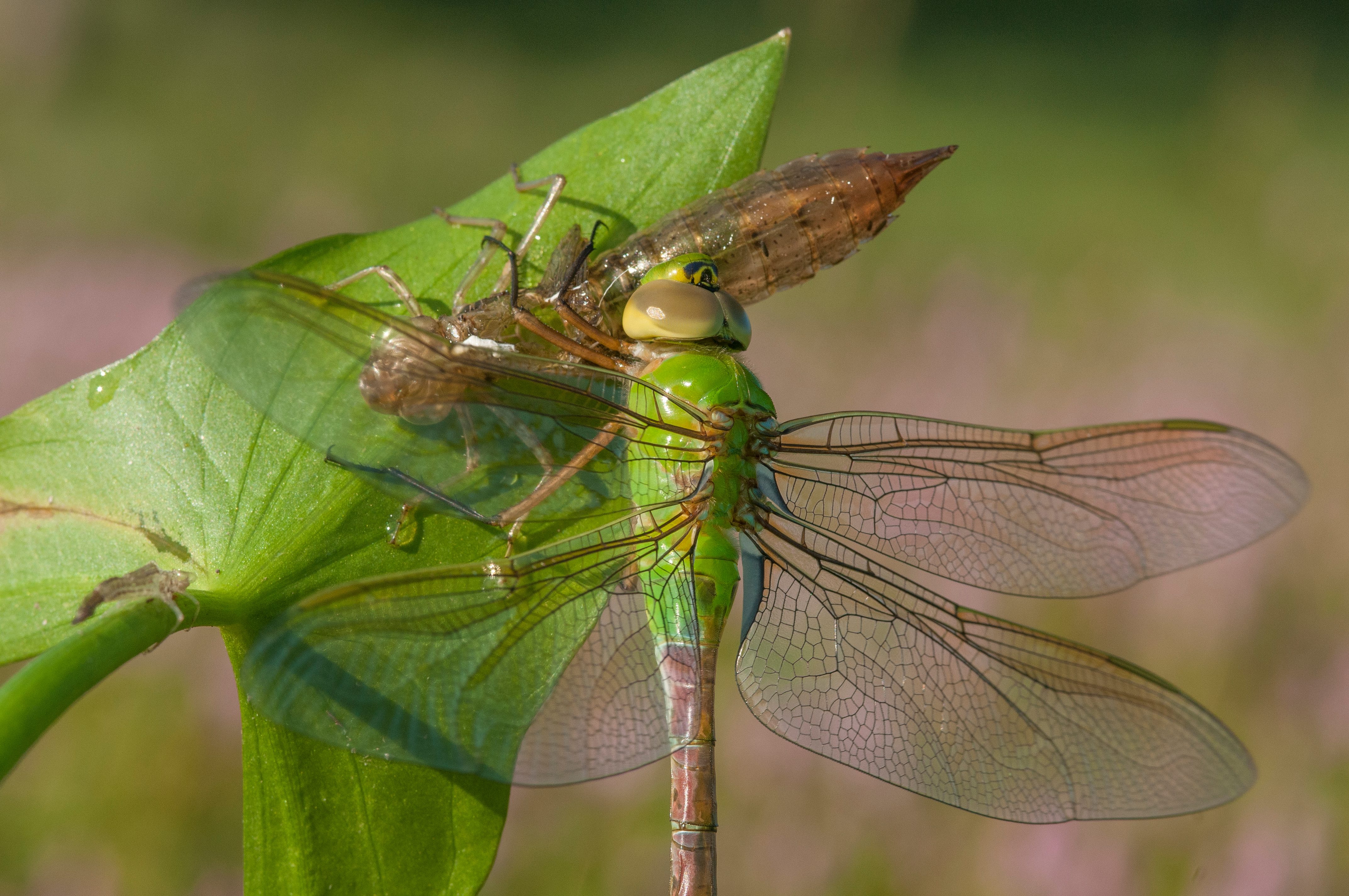 A recently emerged green darner dragonfly is perched on a leaf.