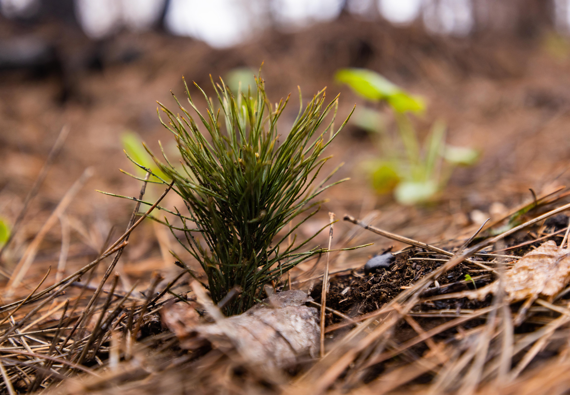 A newly planted pine seedling.