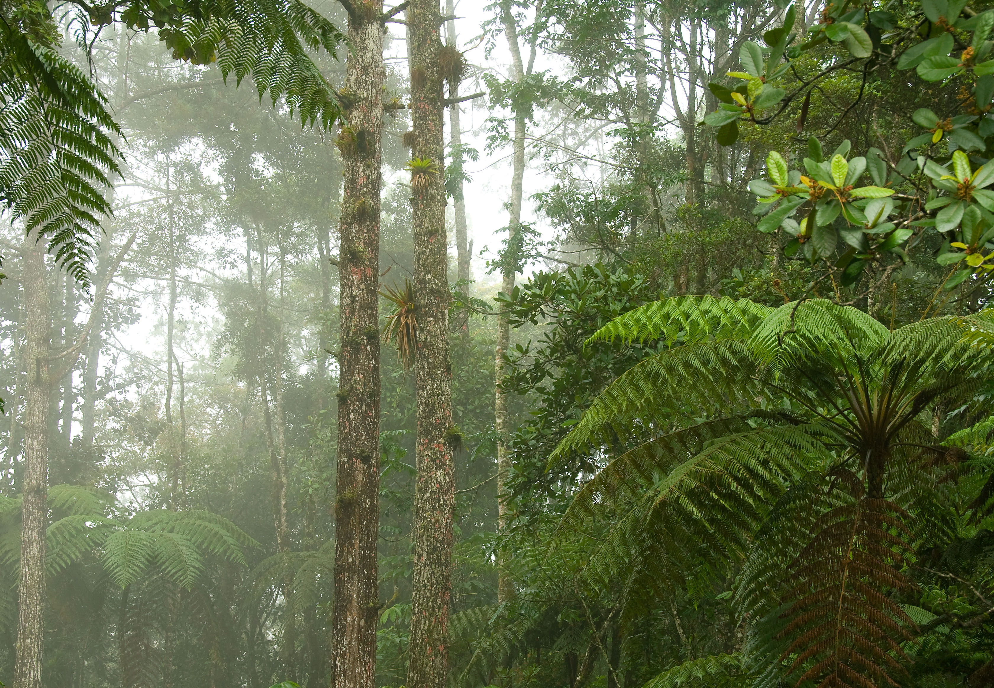 Forest in Guatemala 