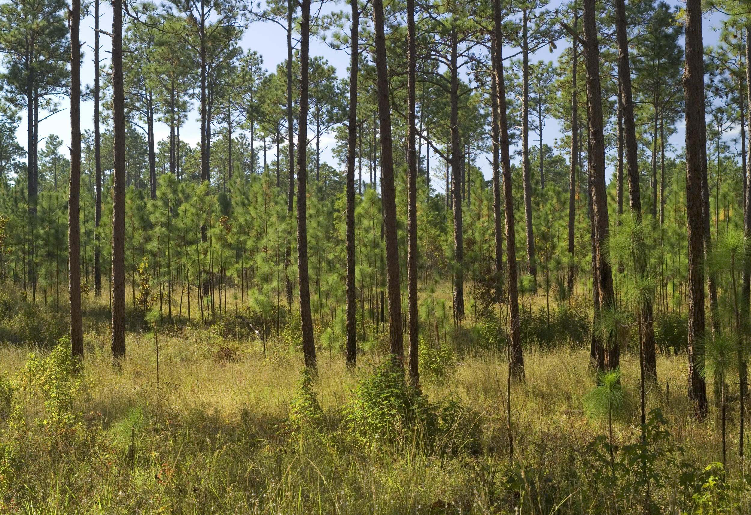 A sparse forest stands in sunlight.