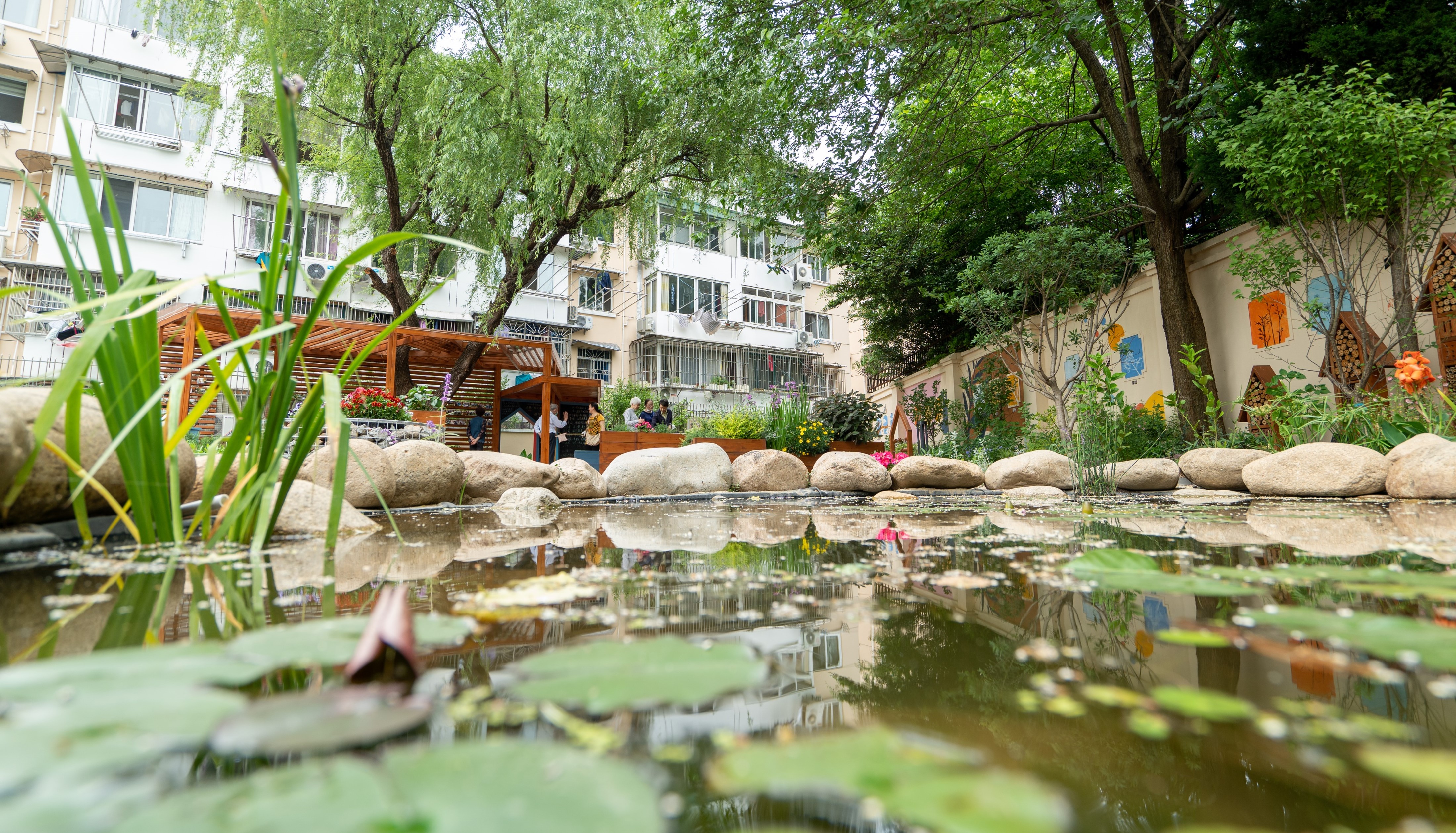 Ground-level view across a small garden pond at volunteers working in a Hongxu Habitat Garden.