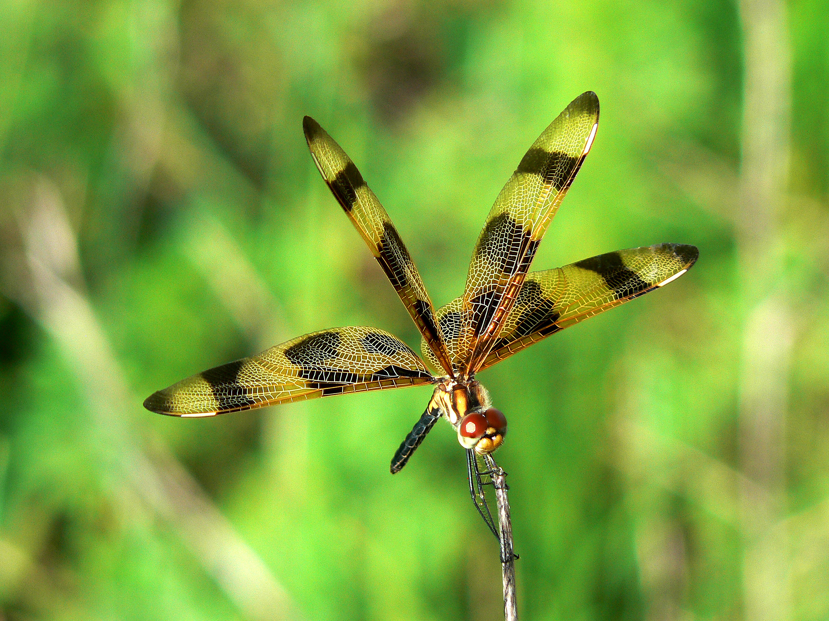 An adult Halloween pennant has black and orange striped wings.