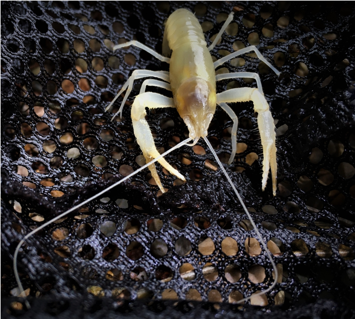 A translucent crayfish rests on a black net.