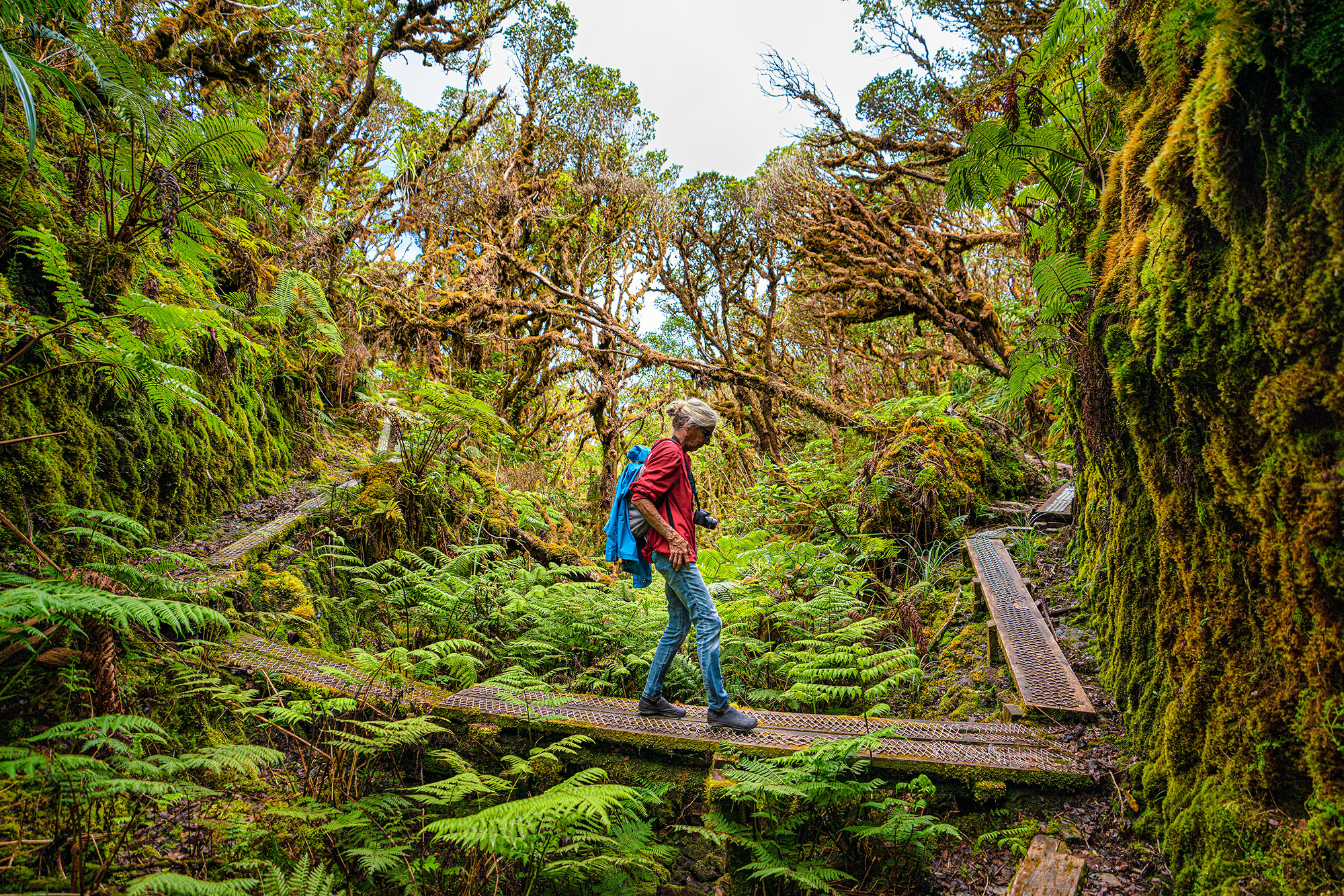 A woman walks across a narrow boardwalk over a fern-filled gulley on the Pepeopae Bog trail in the Kamakou Preserve on Molokai.