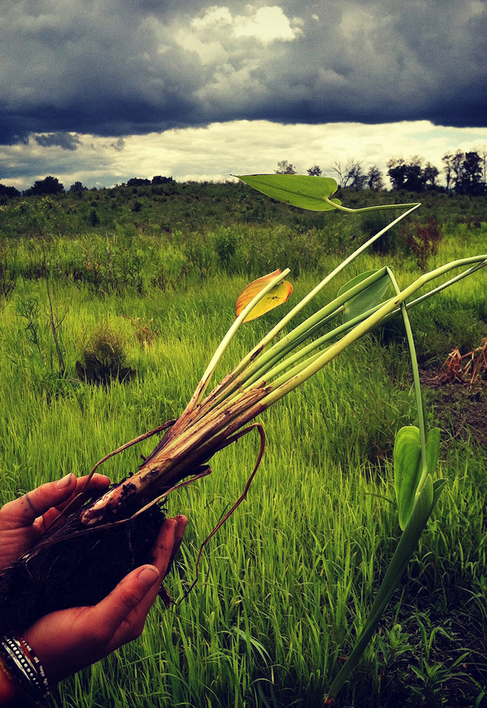 Hands holding slender pickerel weed in front of lush green wetland.