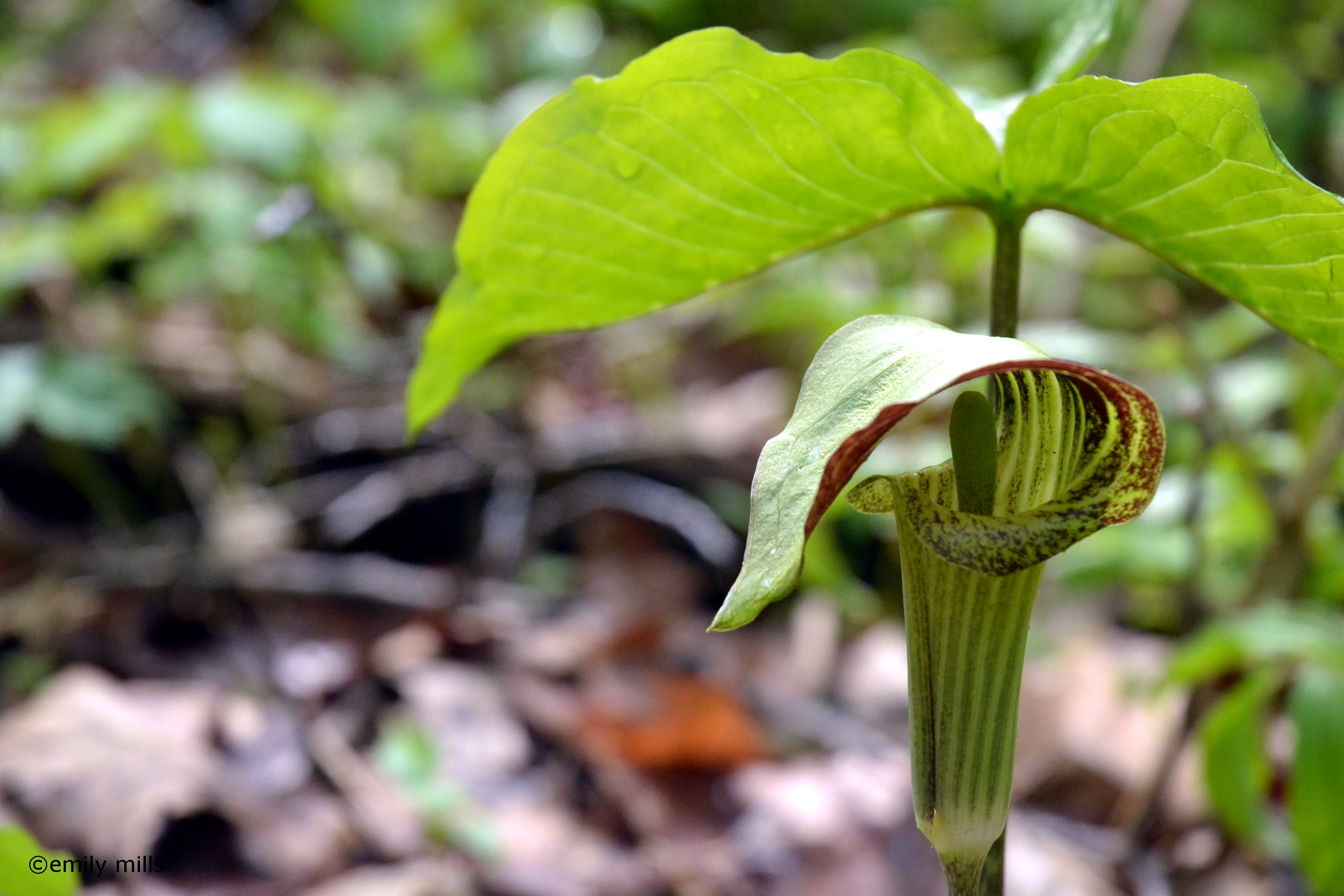 A jack-in-the-pulpit wildflower on the forest floor. 