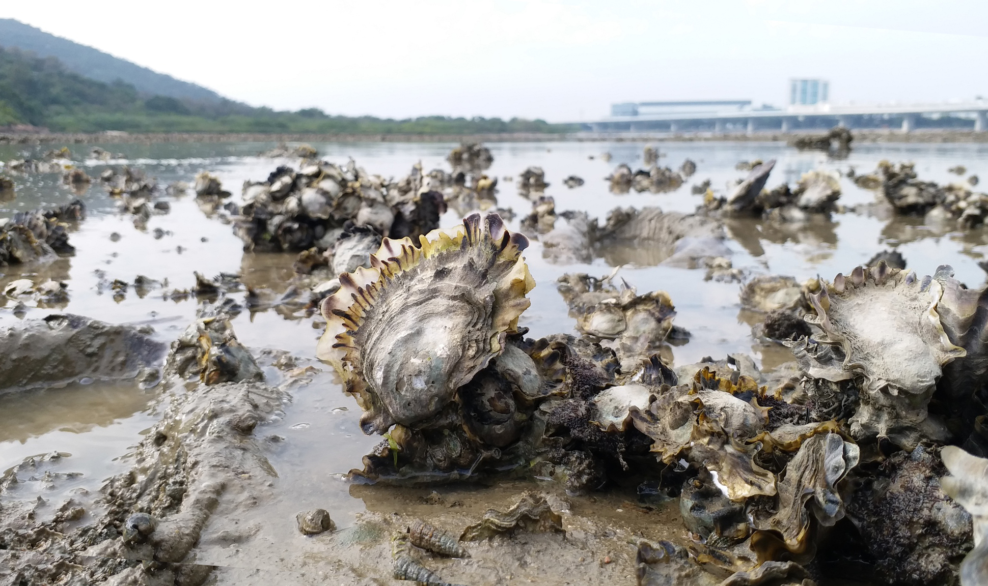 A close up of oyster reef in Hong Kong.