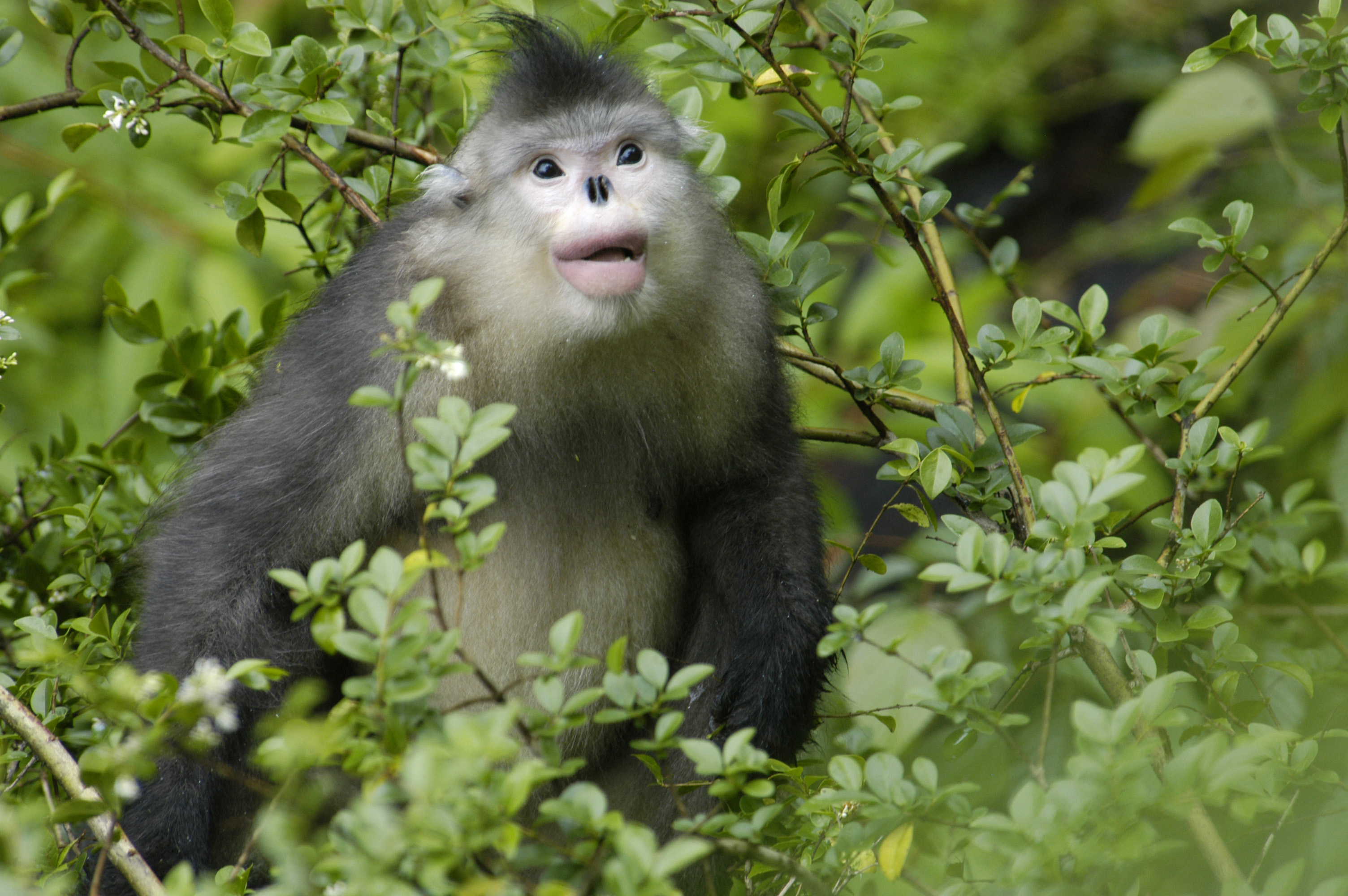 monkey